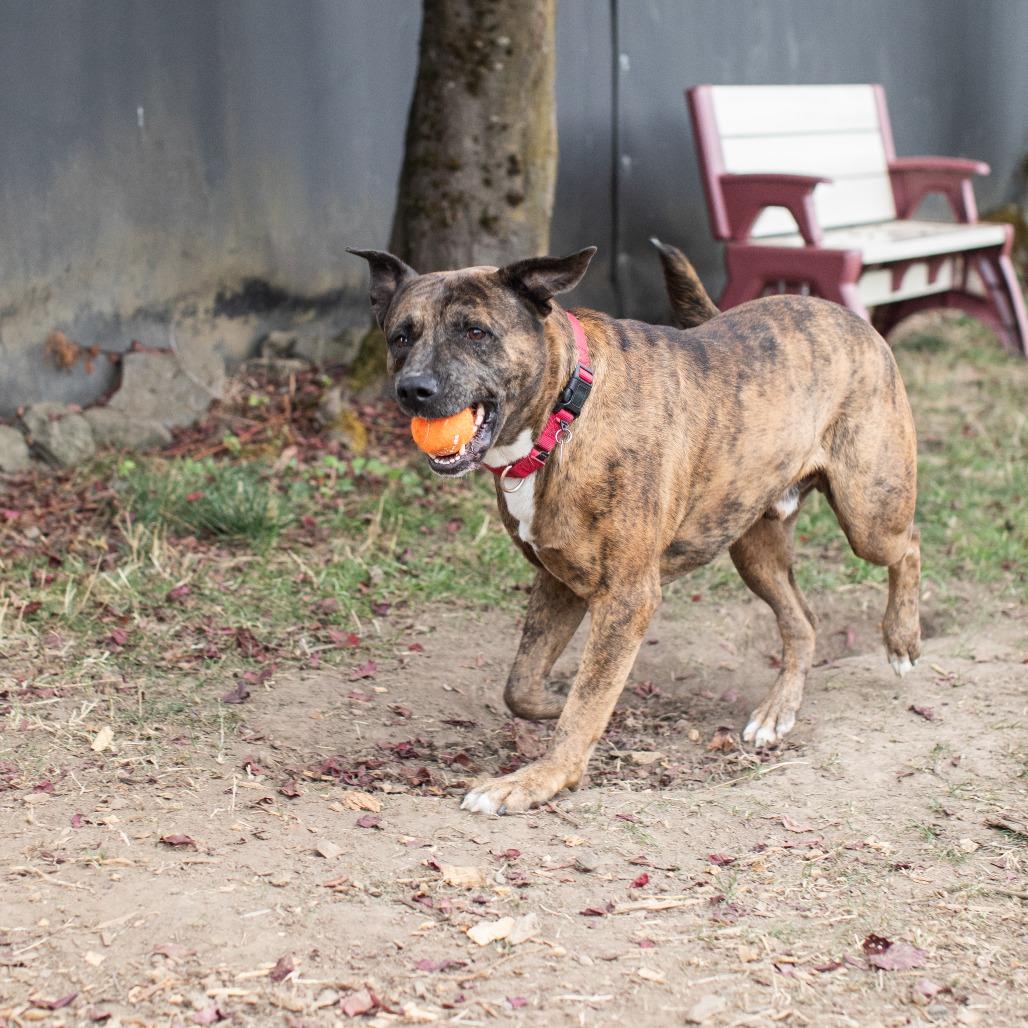 Bodie, a Adoptable Mixed Breed in Washougal, WA image 4/6