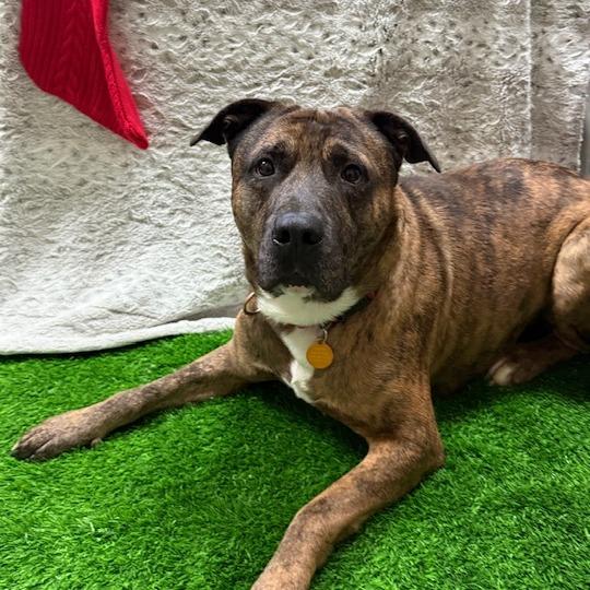 Bodie, a Adoptable Mixed Breed in Washougal, WA image 5/6