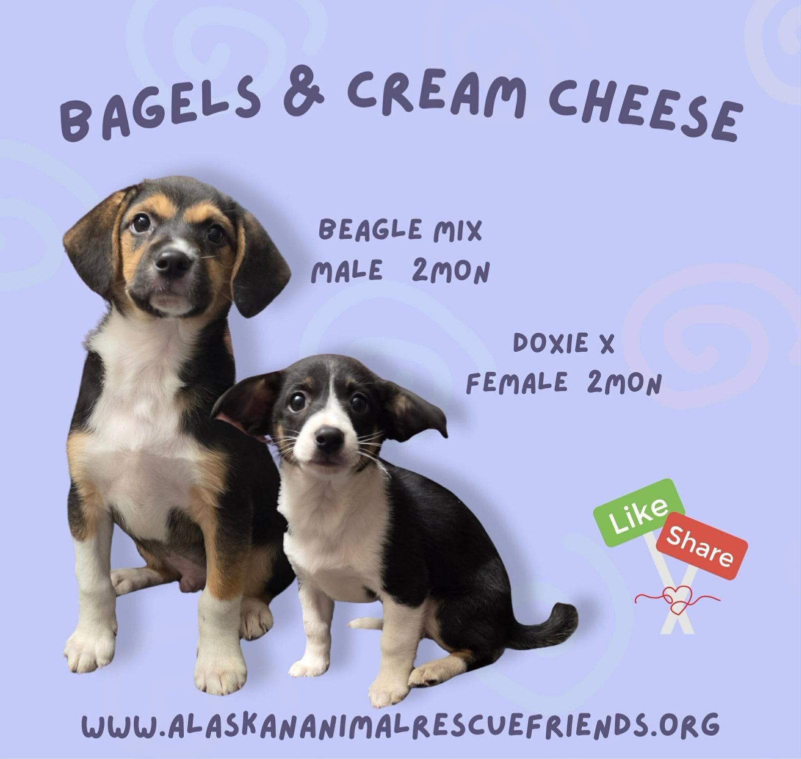 Enlarge Bagels, a Adoptable Beagle in Anchorage, AK image 1/1