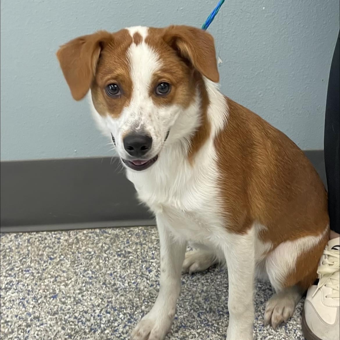 Enlarge FLASH, a ADOPTABLE mixed breed in Madisonville, LA image 2/3