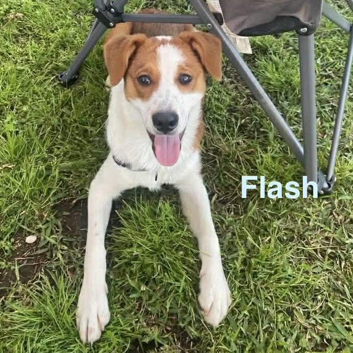 FLASH, ADOPTABLE, Young Male Border Collie & Hound.