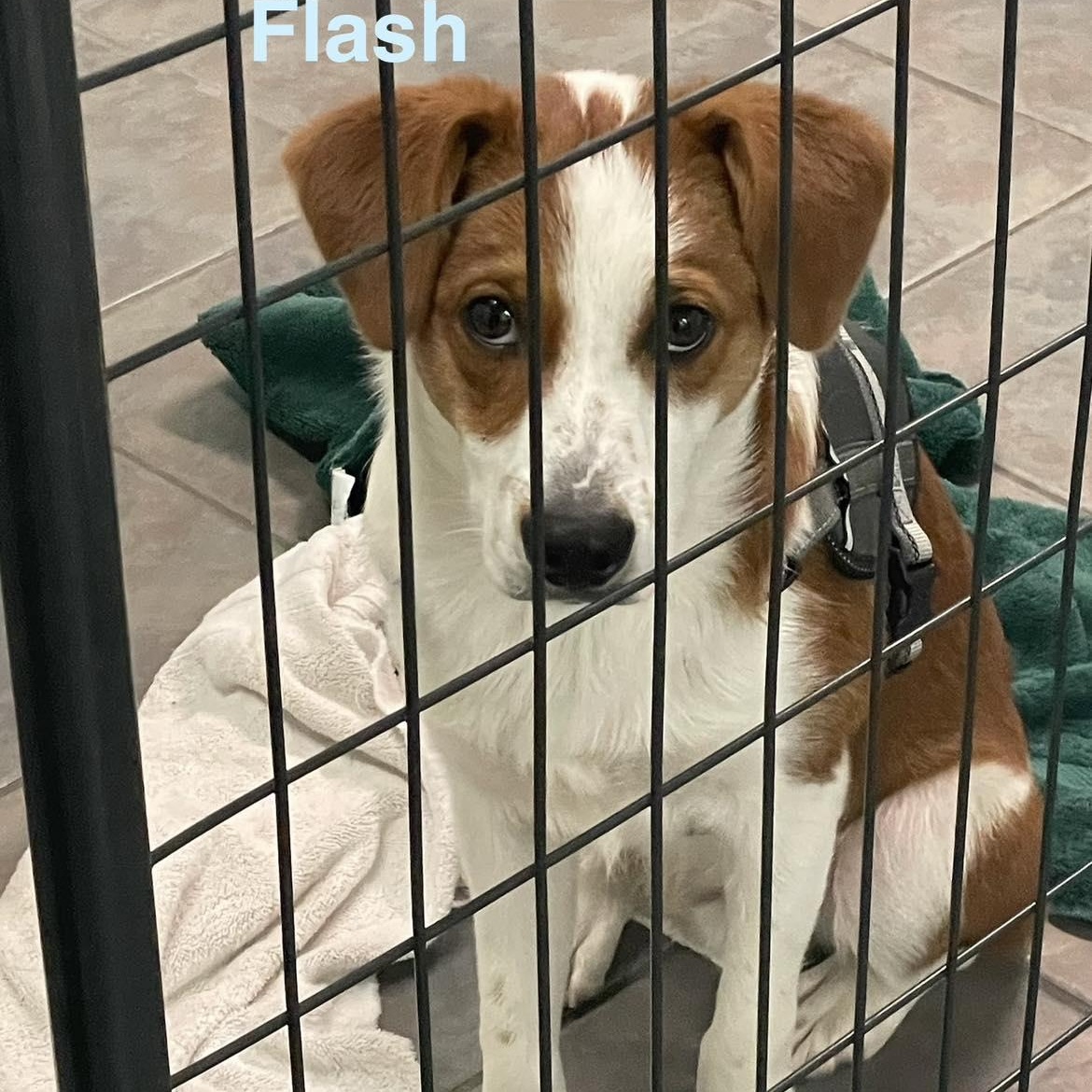 Enlarge FLASH, a ADOPTABLE mixed breed in Madisonville, LA image 3/3