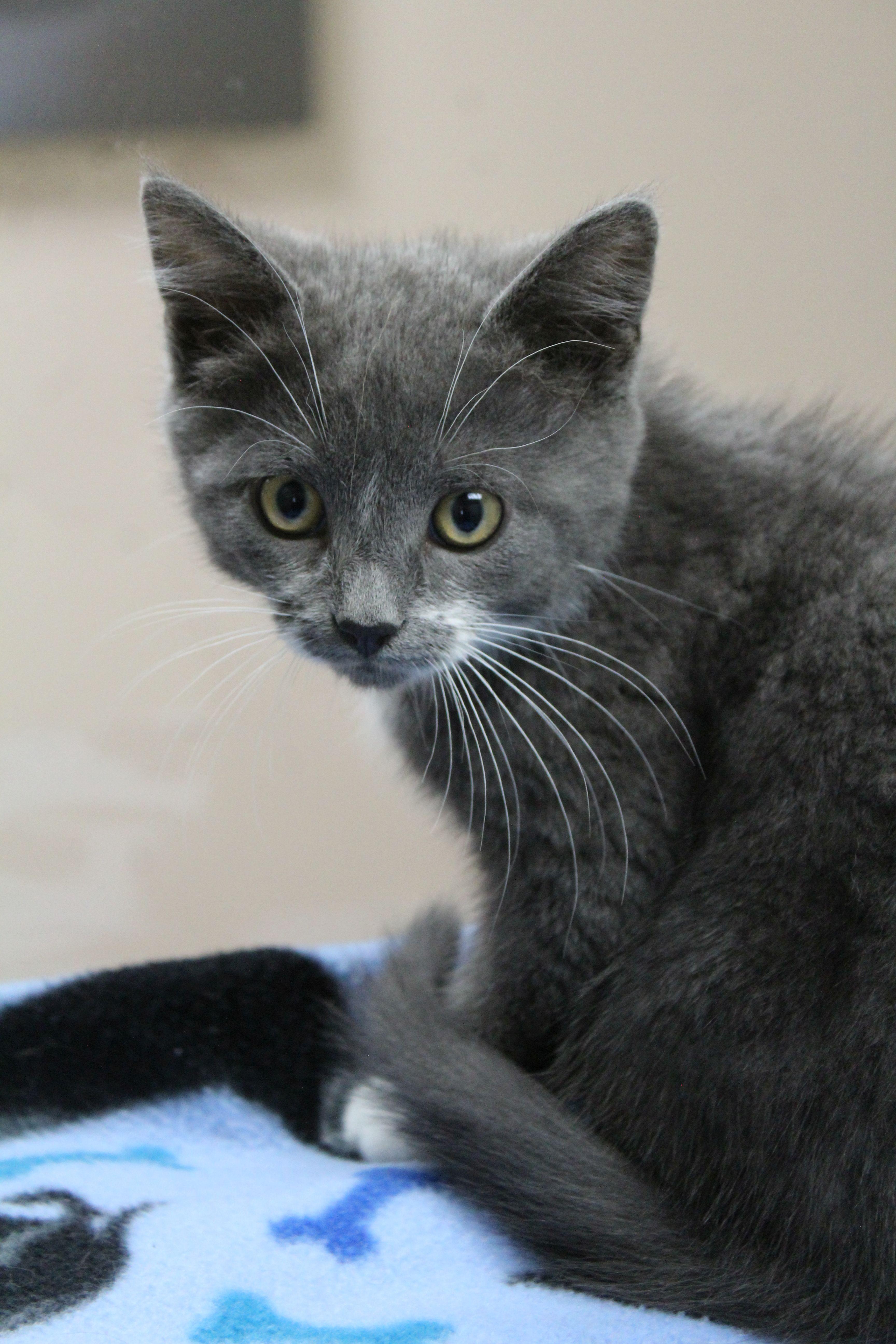 Sticky Fingers, a ADOPTABLE Tuxedo in Portage, WI image 3/3