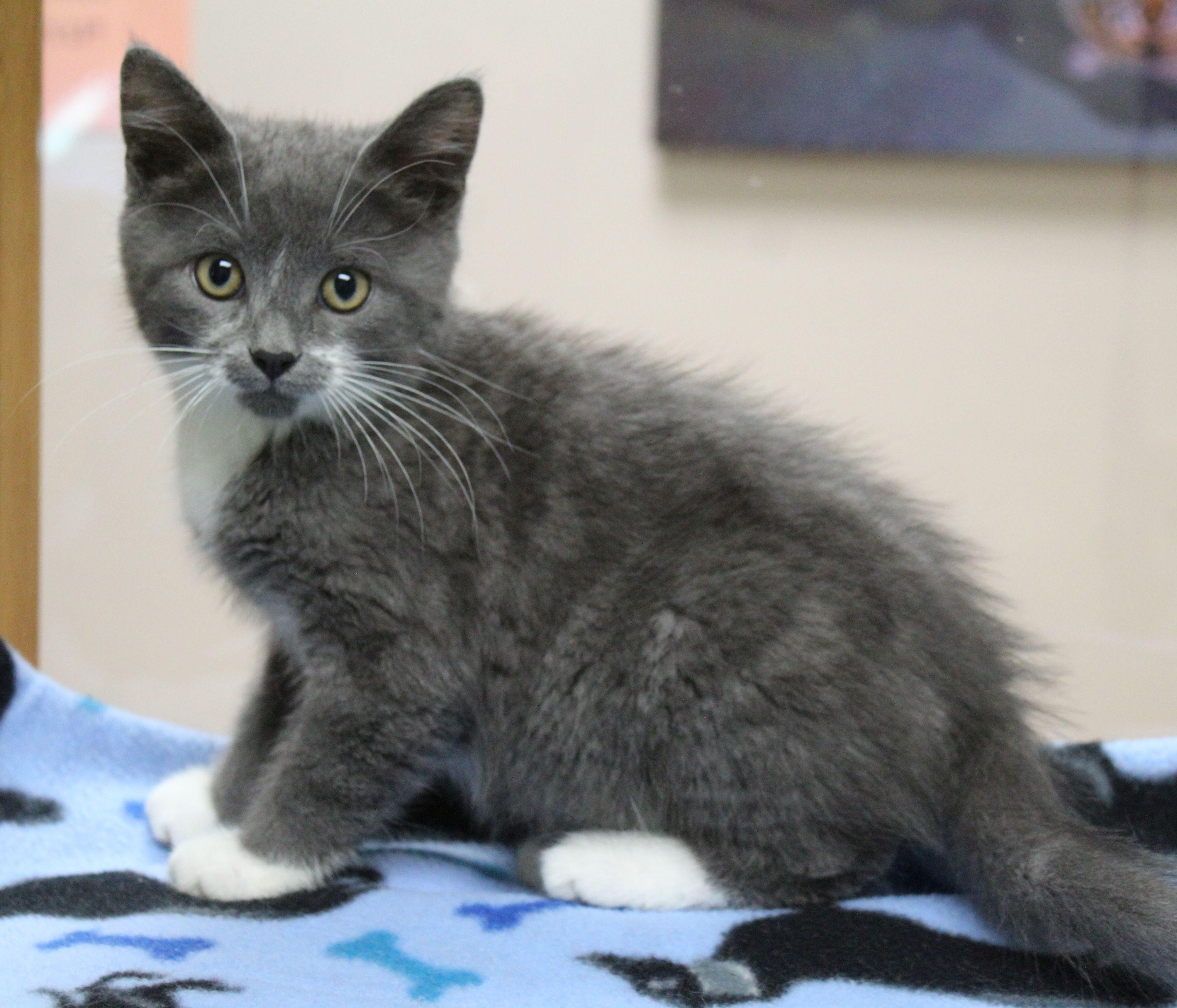 Sticky Fingers, a ADOPTABLE Tuxedo in Portage, WI image 2/3