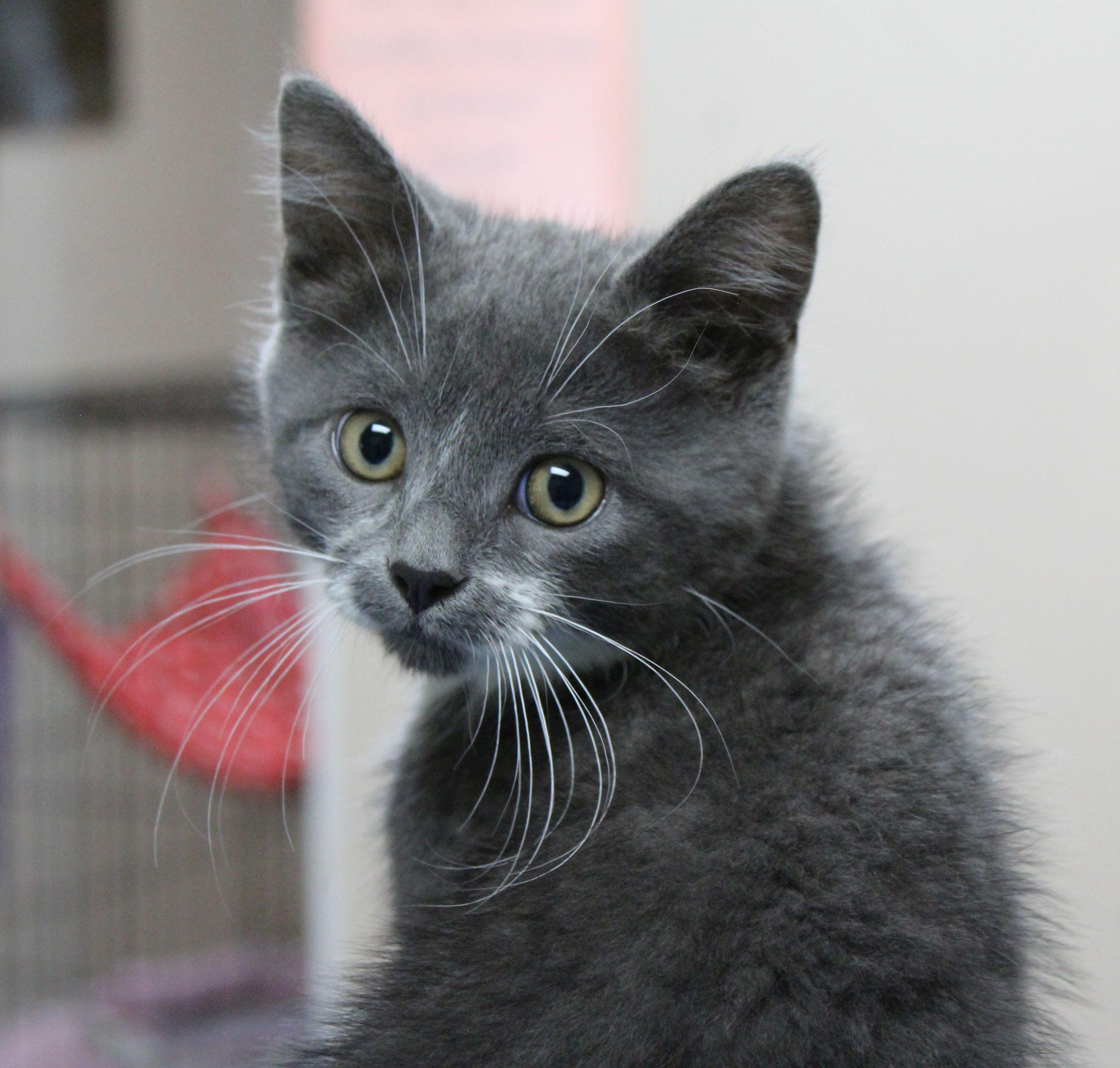 Sticky Fingers, ADOPTABLE, Kitten Male Tuxedo.