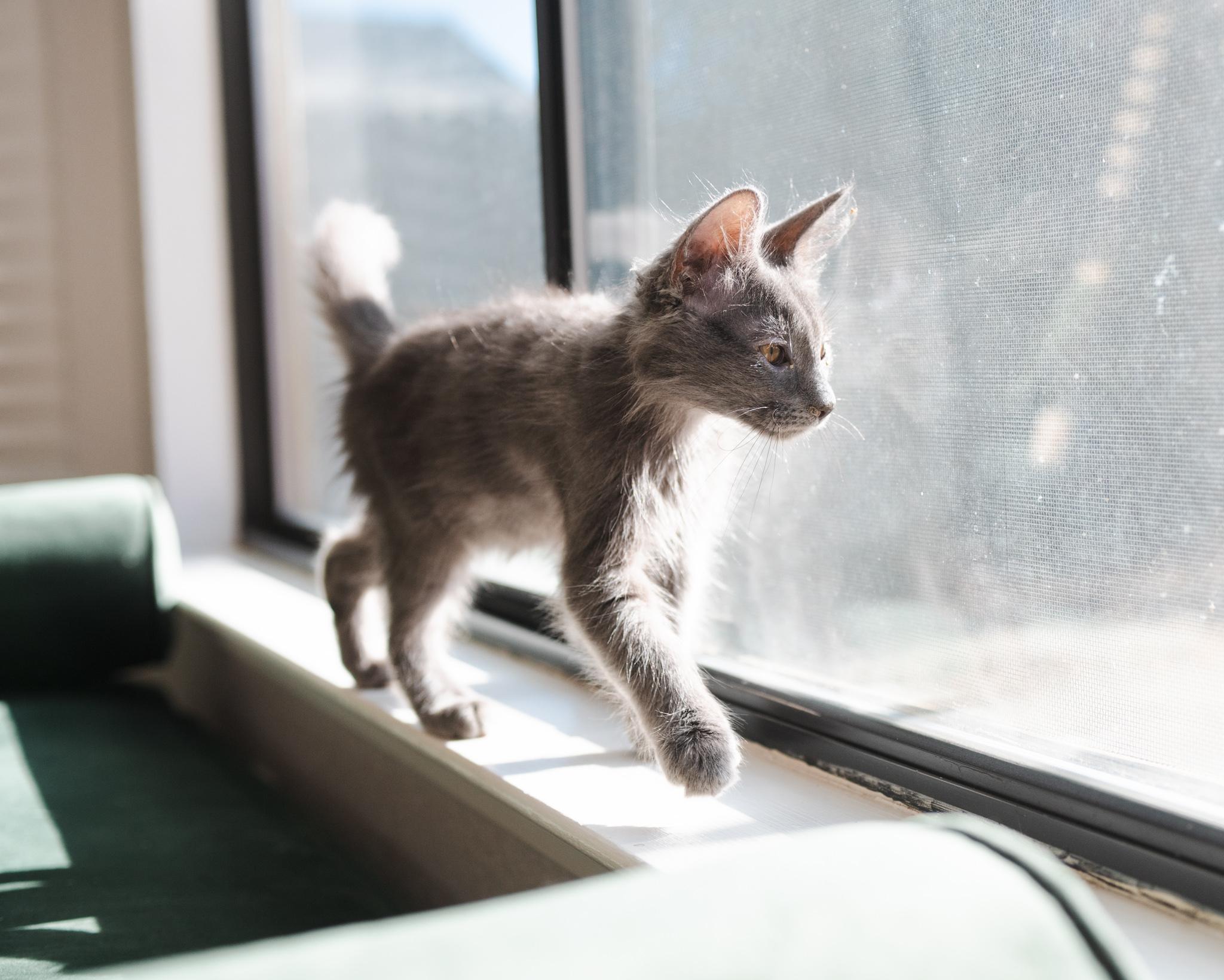Enlarge Almond, a Adopted Domestic Medium Hair in Davis, CA image 3/6
