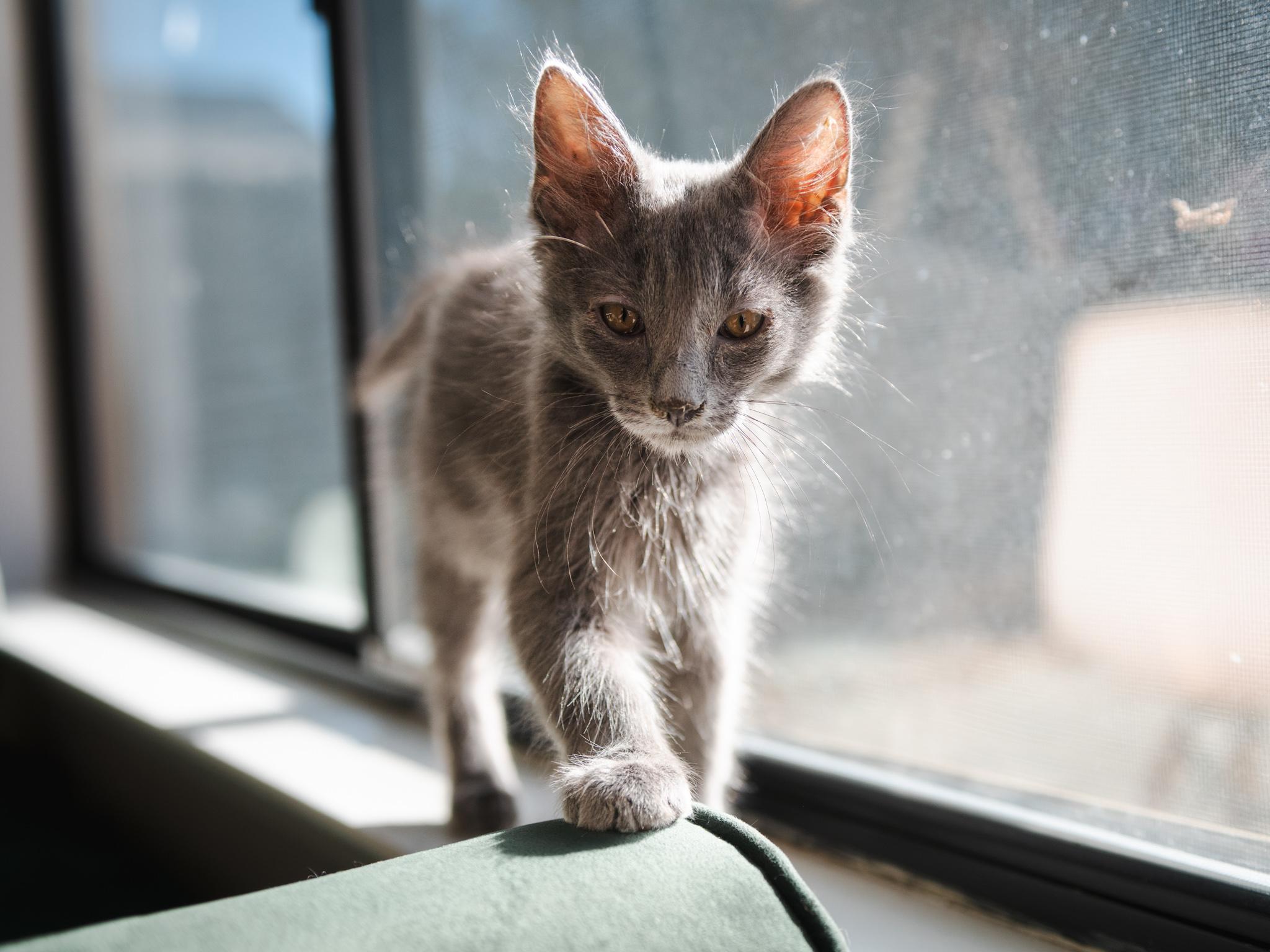 Almond, Adopted, Kitten Male Domestic Medium Hair.