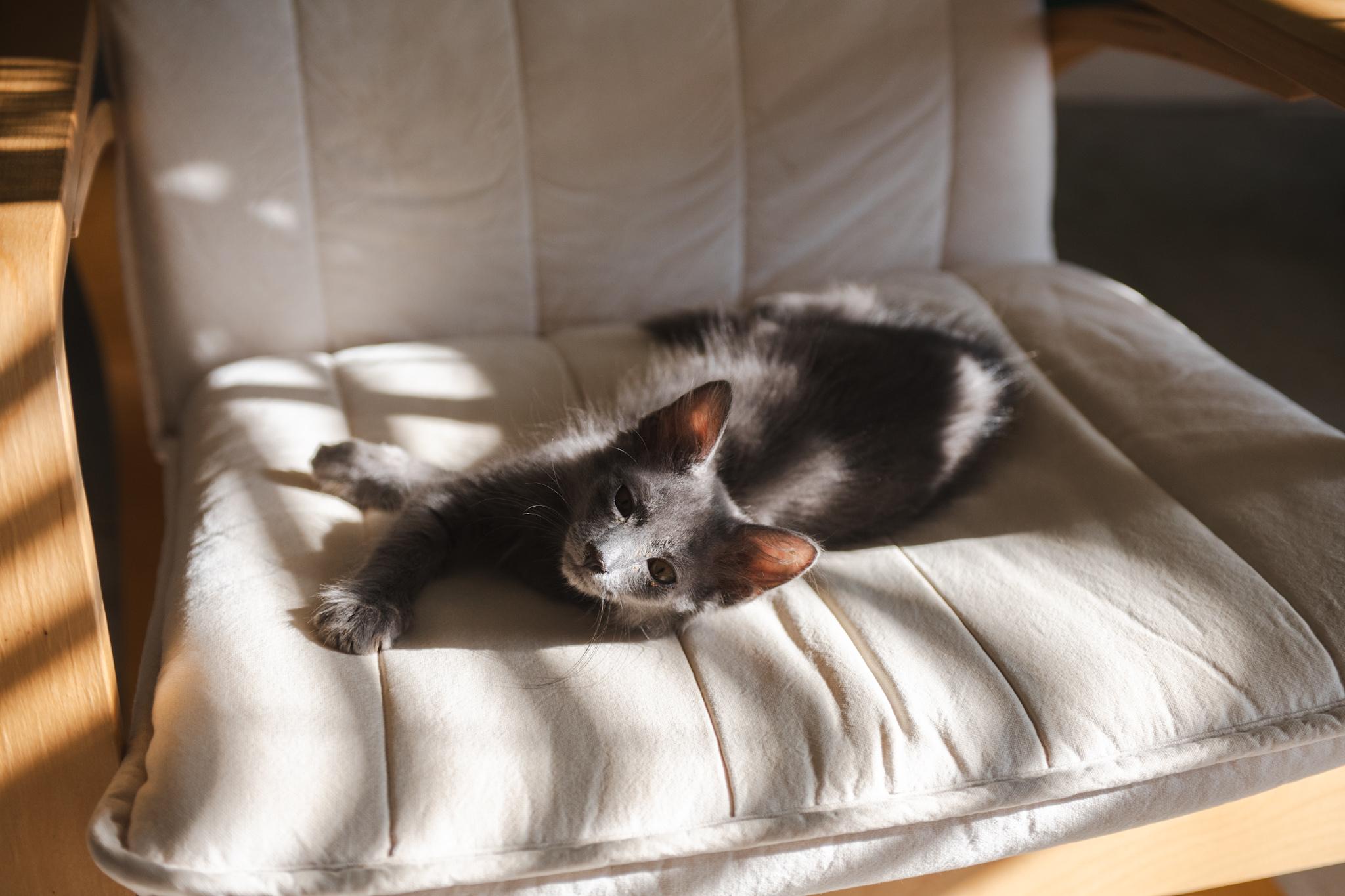 Enlarge Almond, a Adopted Domestic Medium Hair in Davis, CA image 5/6