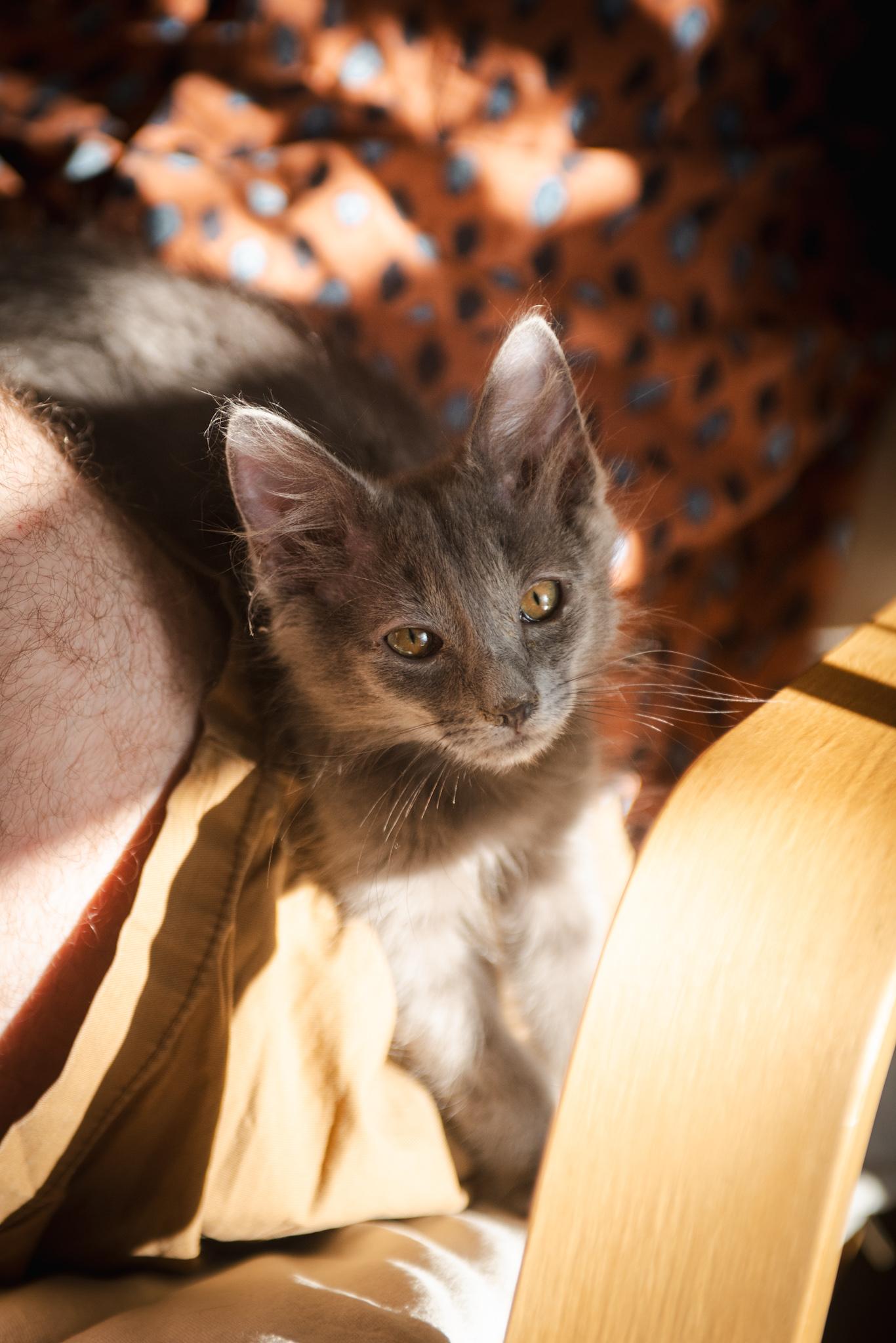 Enlarge Almond, a Adopted Domestic Medium Hair in Davis, CA image 4/6