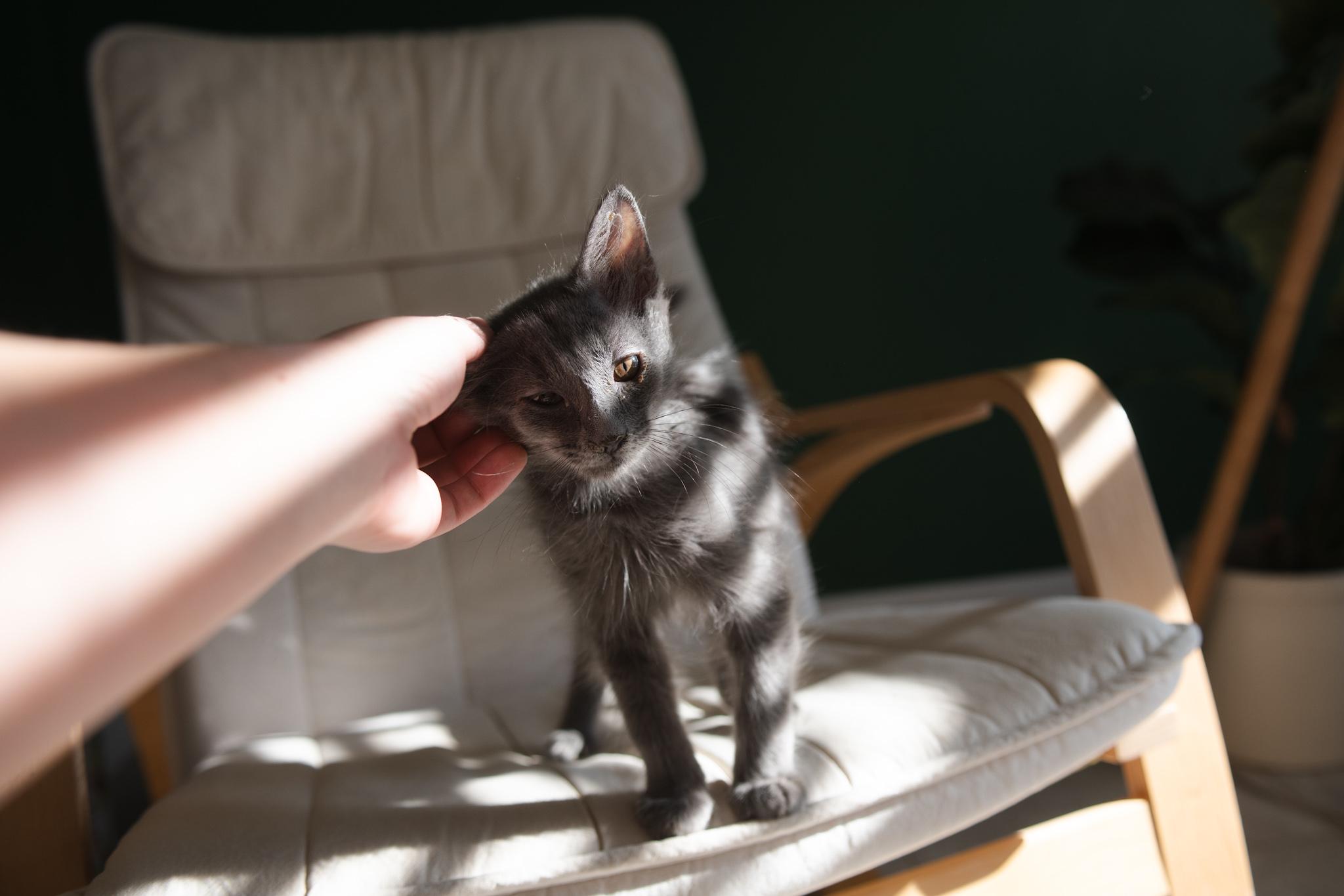 Enlarge Almond, a Adopted Domestic Medium Hair in Davis, CA image 2/6