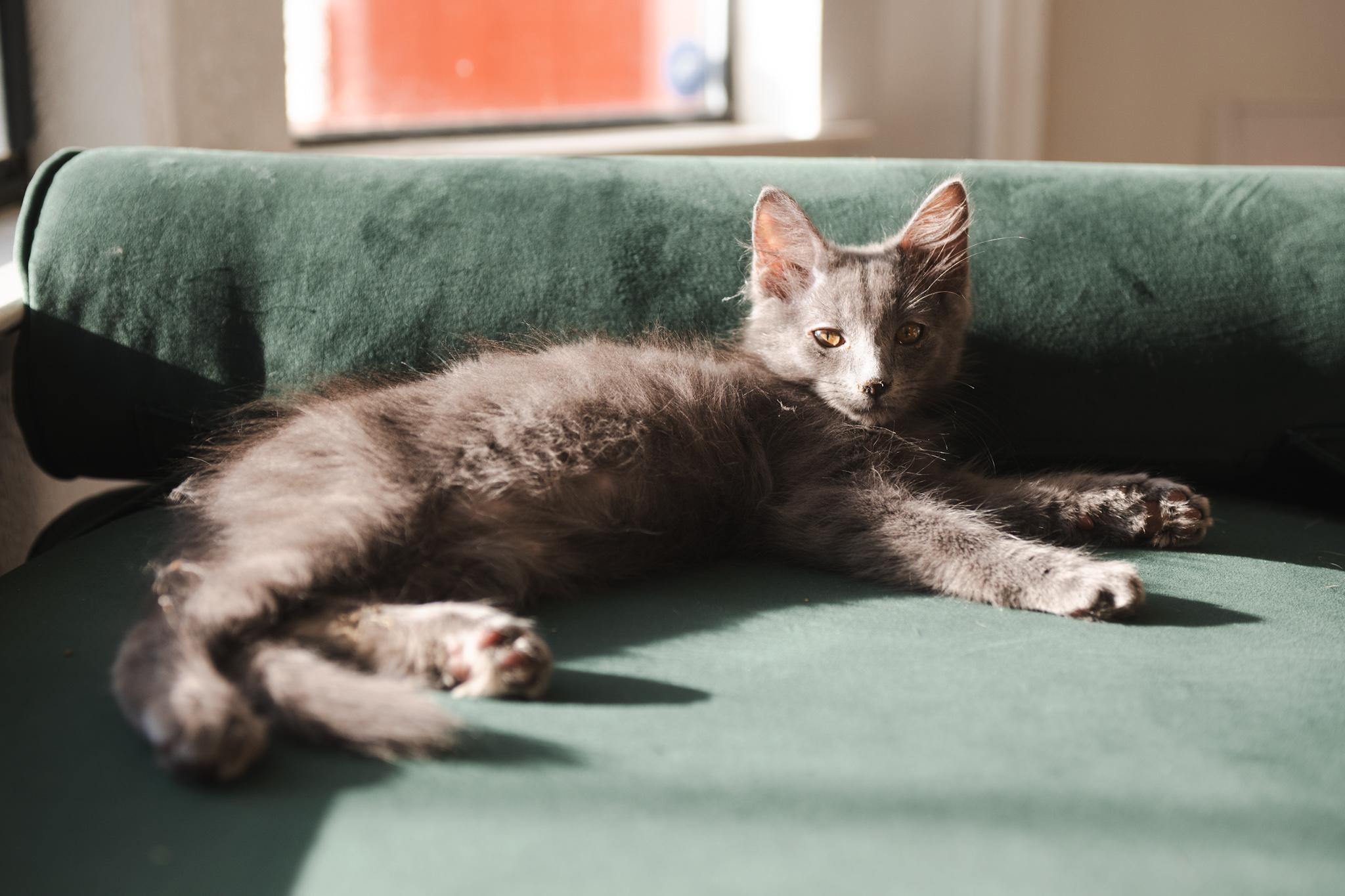 Enlarge Almond, a Adopted Domestic Medium Hair in Davis, CA image 6/6