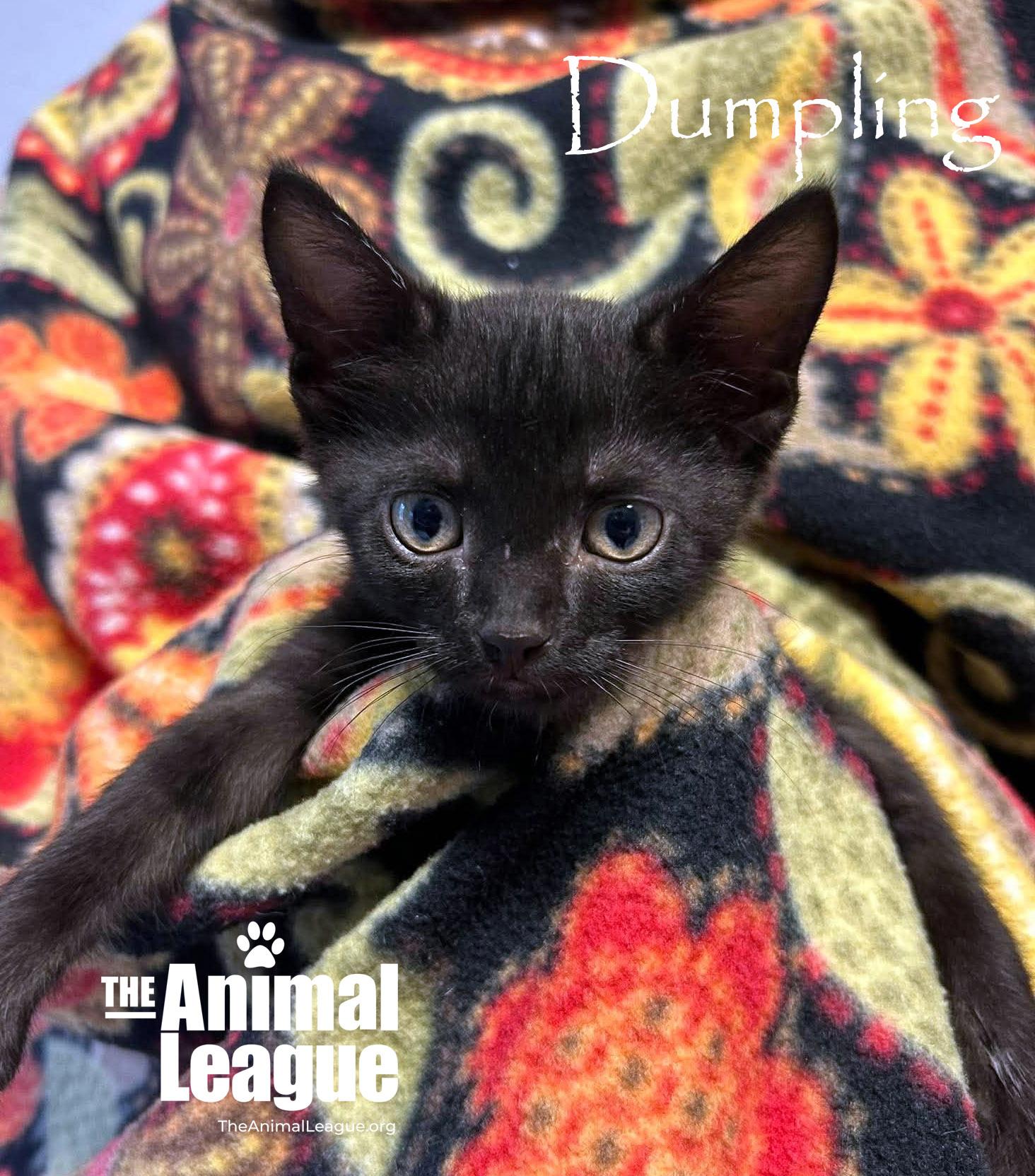 Enlarge Dumpling, a Adopted mixed breed in Groveland, FL image 2/3