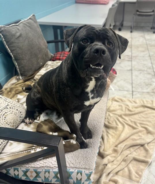 PTERODACTYL, Adoptable, Young Male Mastiff.