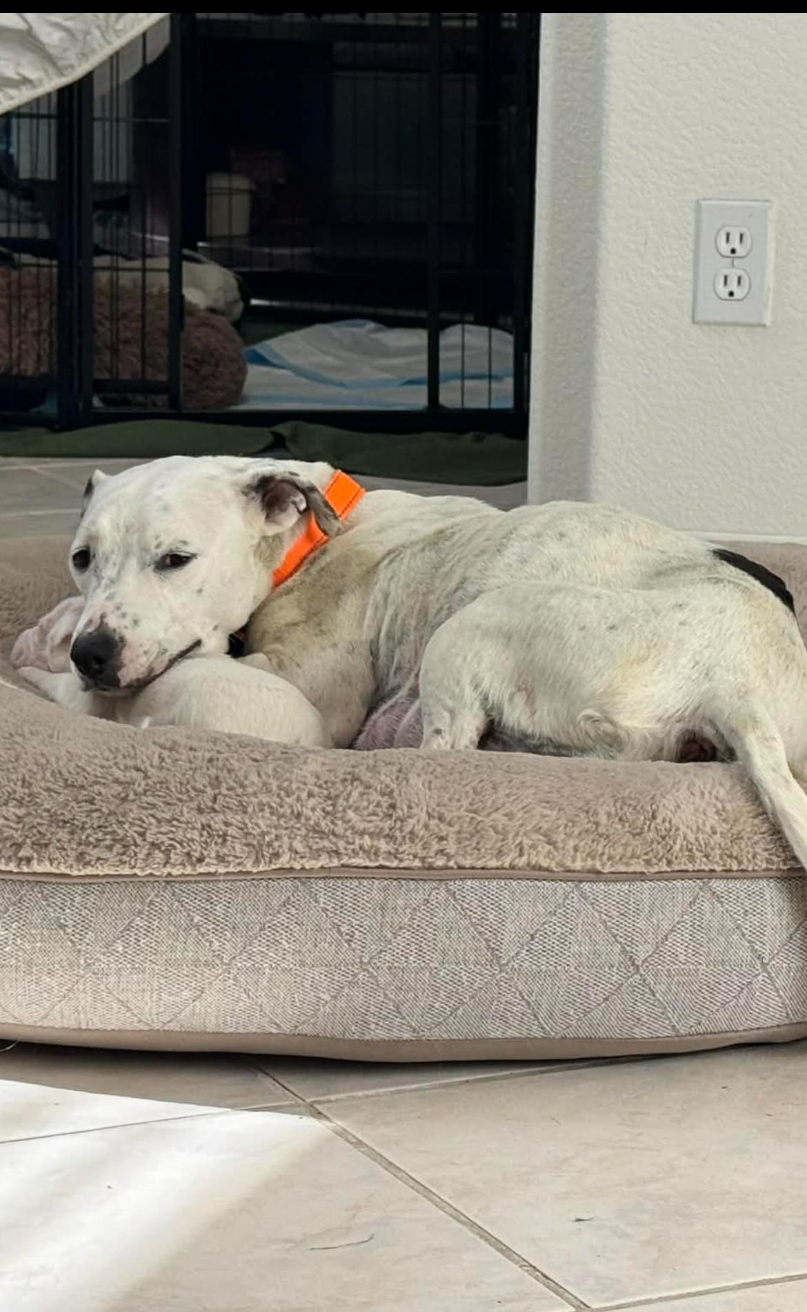 Enlarge Mama Paloma pups , a ADOPTABLE mixed breed in Poway, CA image 5/5