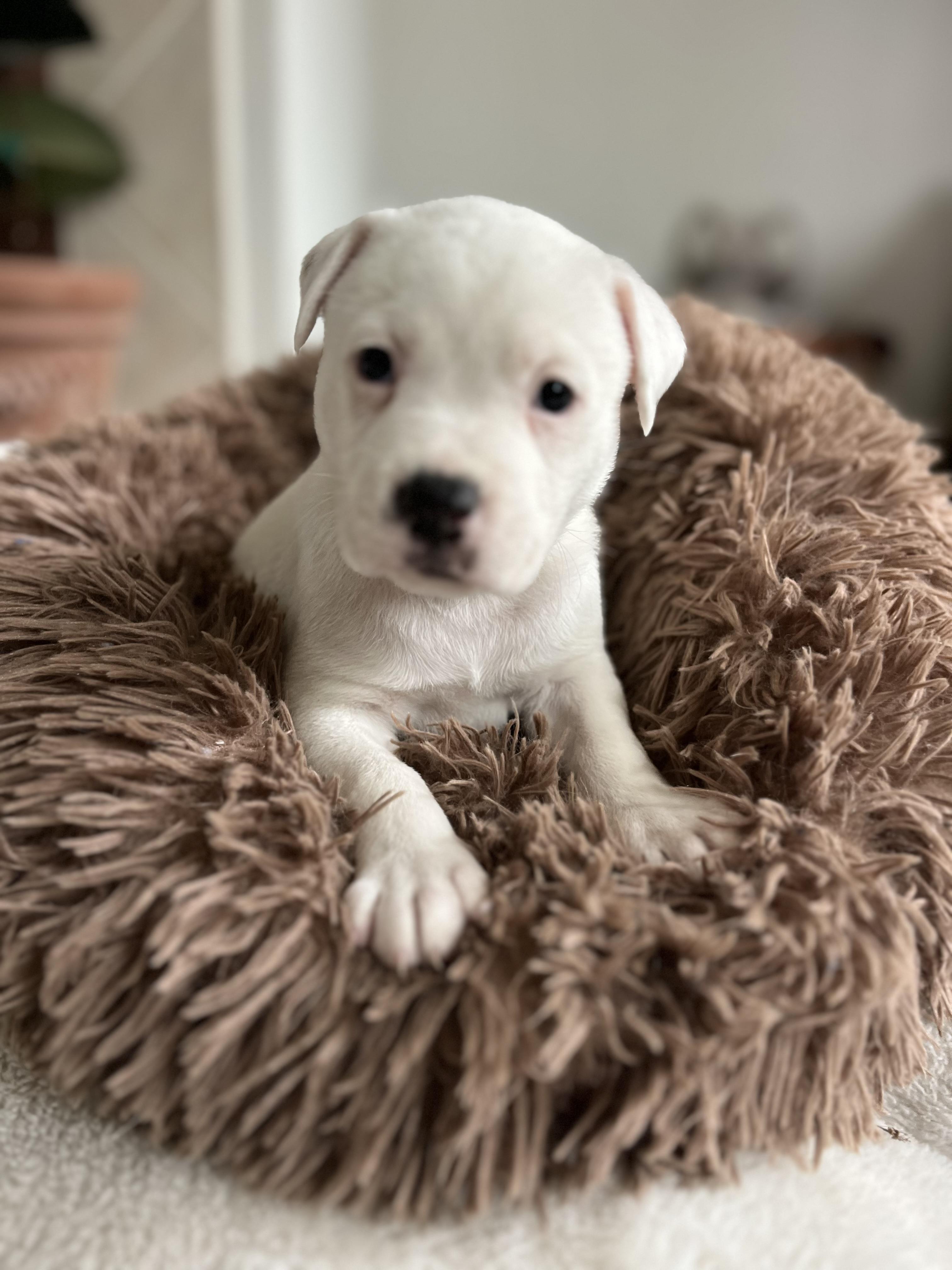 Enlarge Mama Paloma pups , a ADOPTABLE mixed breed in Poway, CA image 2/5