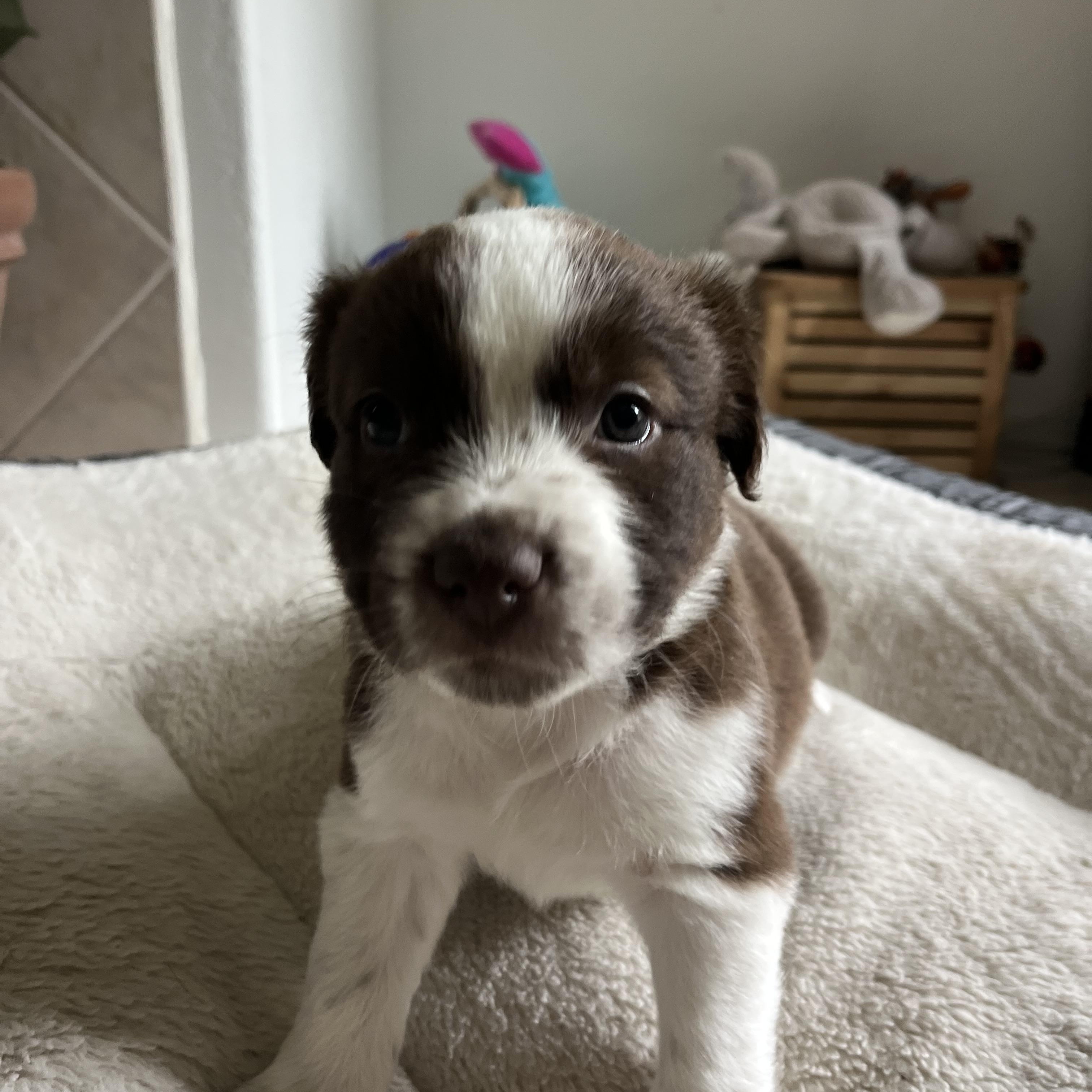 Enlarge Mama Paloma pups , a ADOPTABLE mixed breed in Poway, CA image 4/5