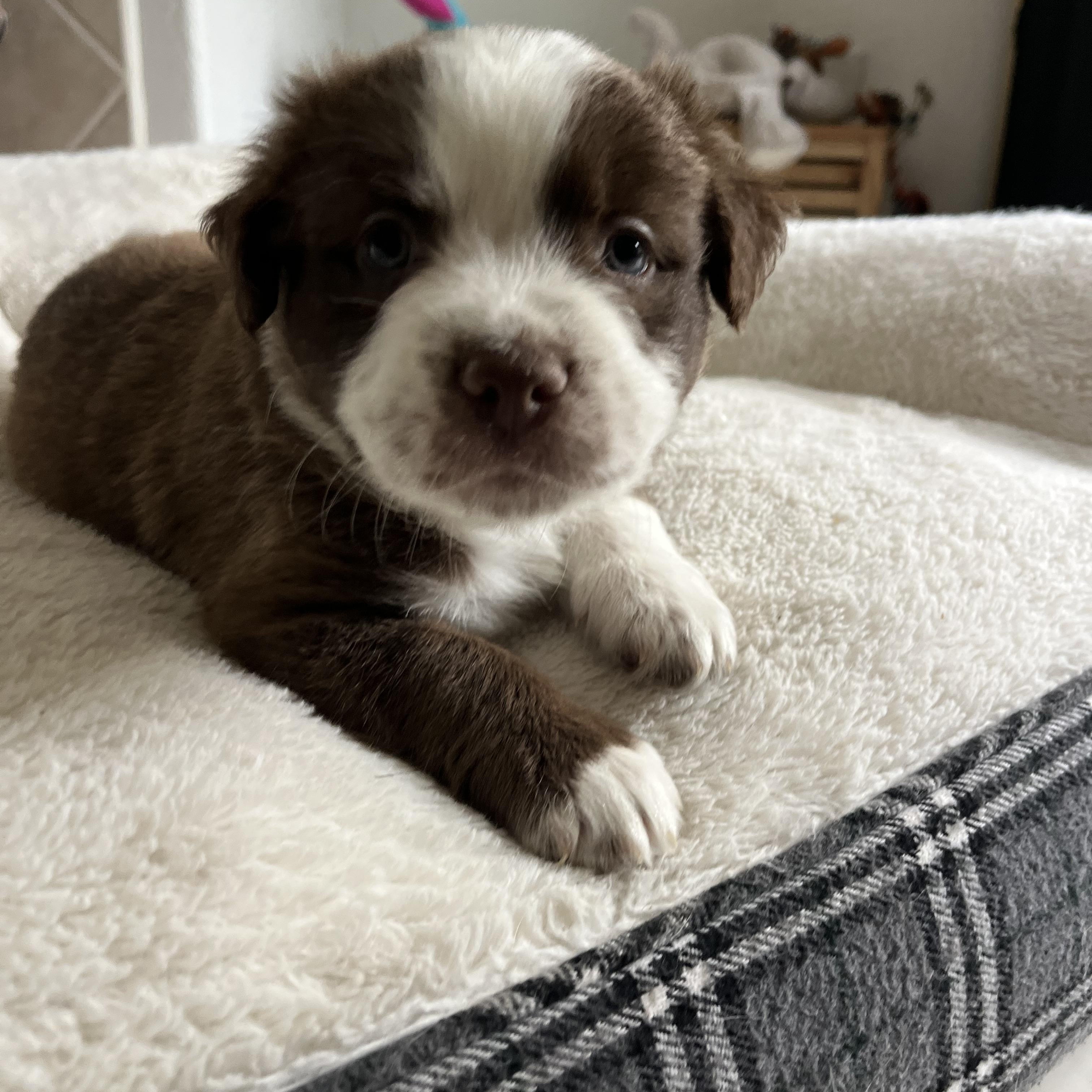 Enlarge Mama Paloma pups , a ADOPTABLE mixed breed in Poway, CA image 1/5