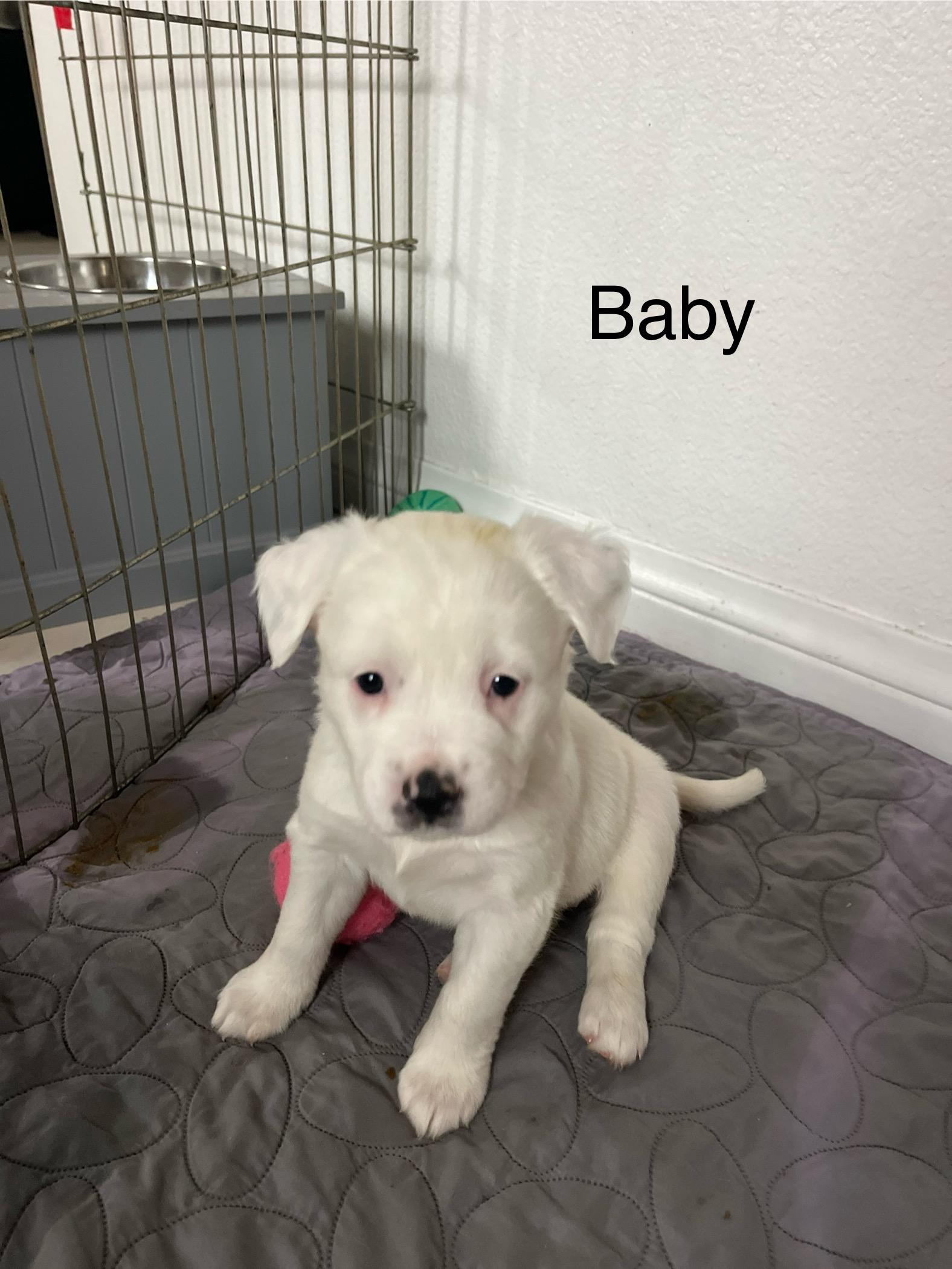 Enlarge Mama Paloma pups , a ADOPTABLE mixed breed in Poway, CA image 3/5