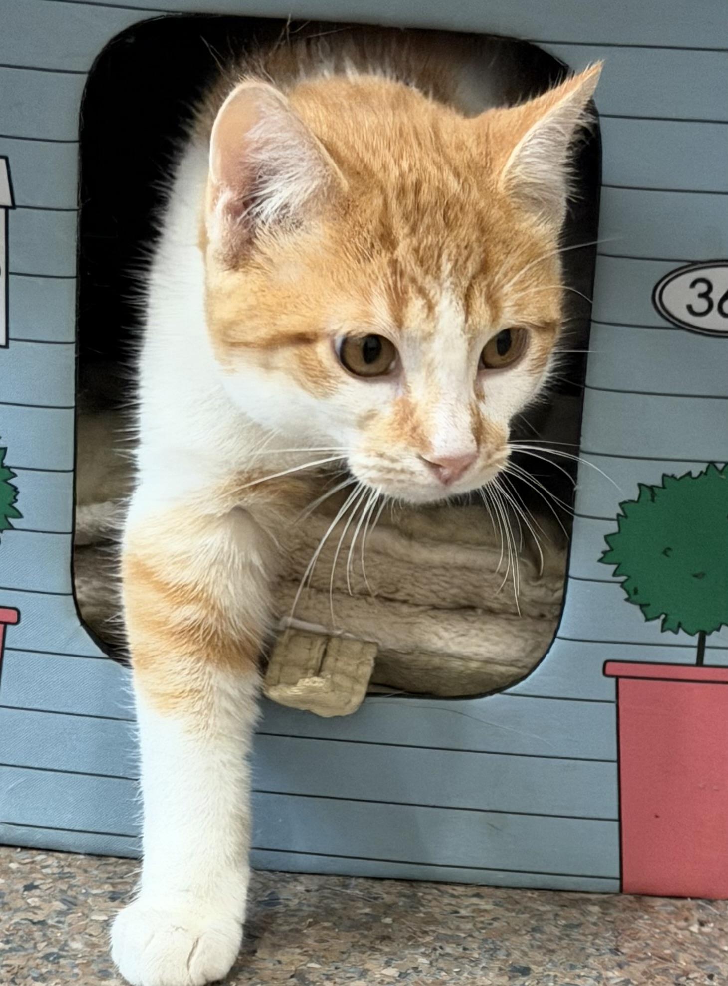 Enlarge Cooper, a Adoptable Domestic Short Hair in Sault Sainte Marie, MI image 1/2