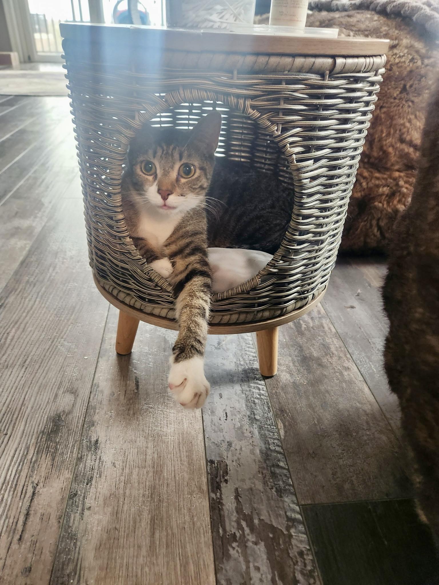 Po Boy, adoptable, Young Male Domestic Short Hair.