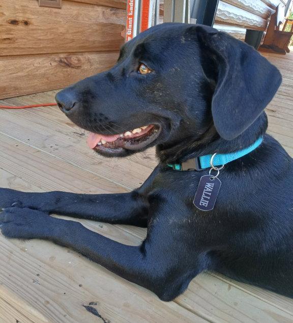 Enlarge Wallie, a Adoptable mixed breed in Mountain View, AR image 1/3