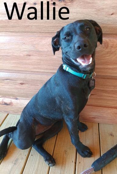 Enlarge Wallie, a Adoptable mixed breed in Mountain View, AR image 2/3