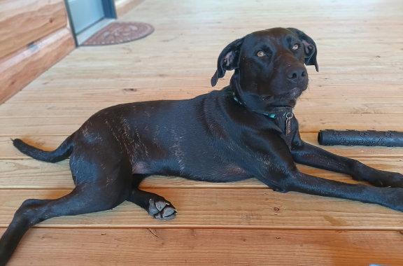 Enlarge Wallie, a Adoptable mixed breed in Mountain View, AR image 3/3