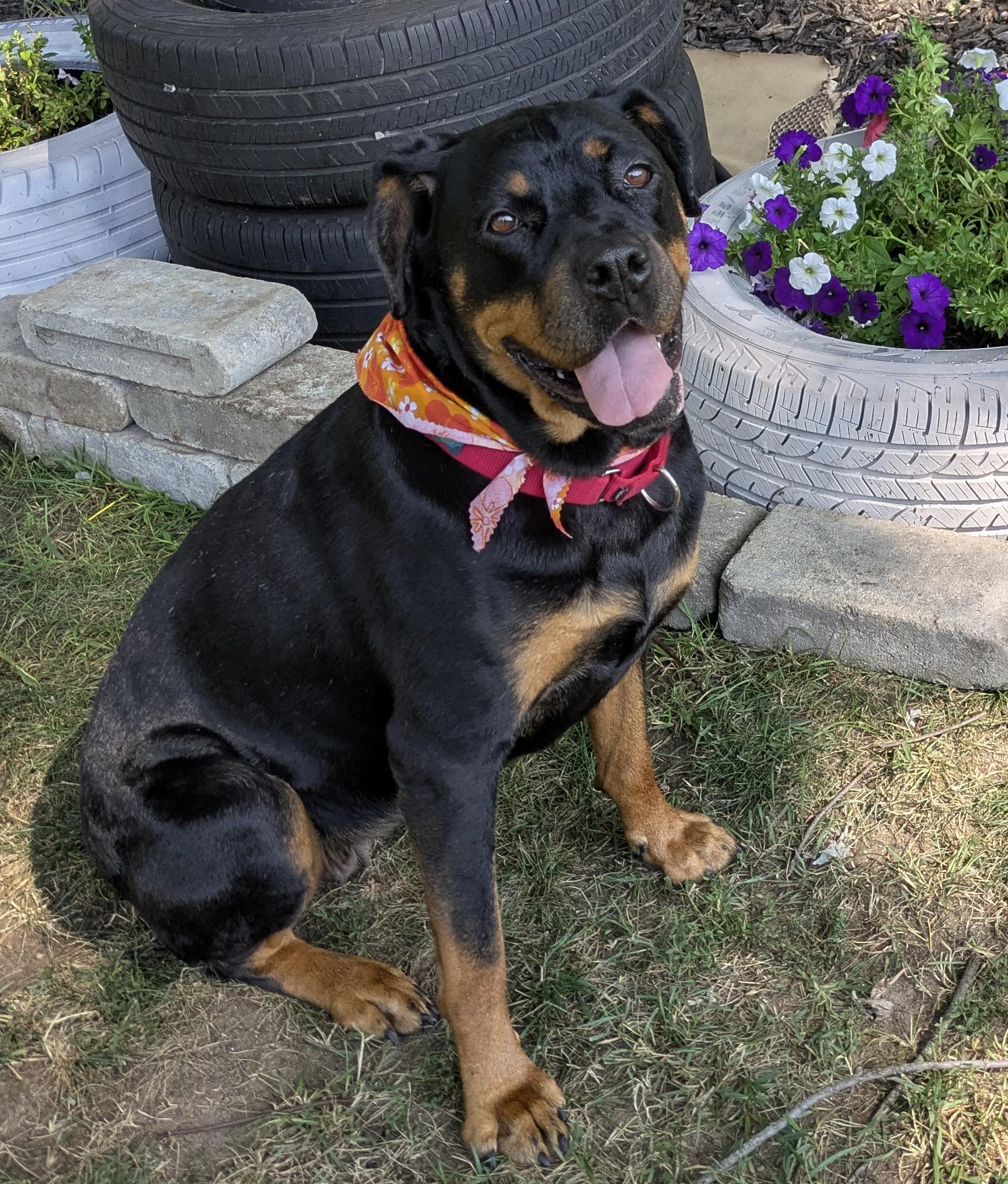 Josie, Adoptable, Adult Female Rottweiler.