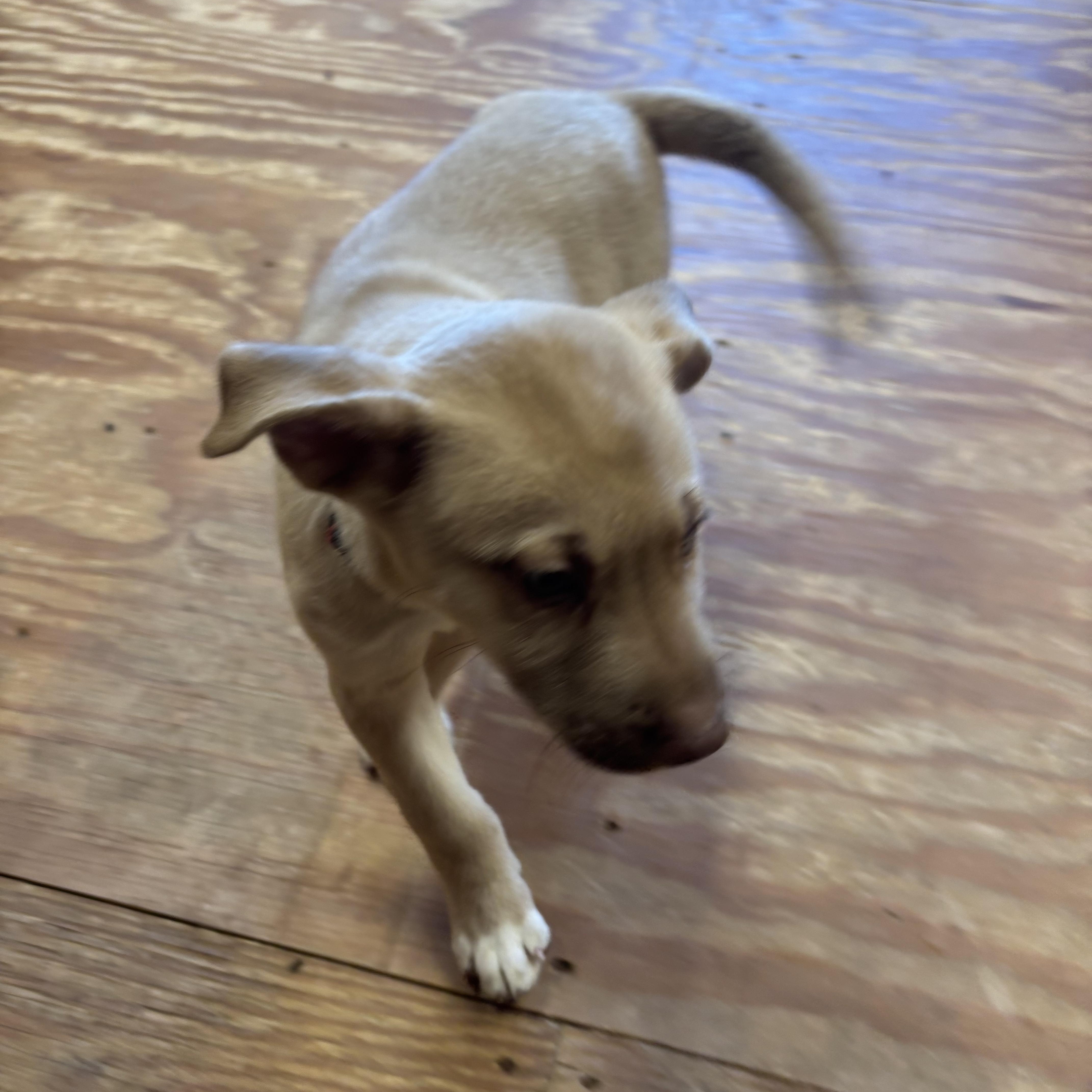 Enlarge Mator, a ADOPTABLE mixed breed in La Motte, IA image 3/4