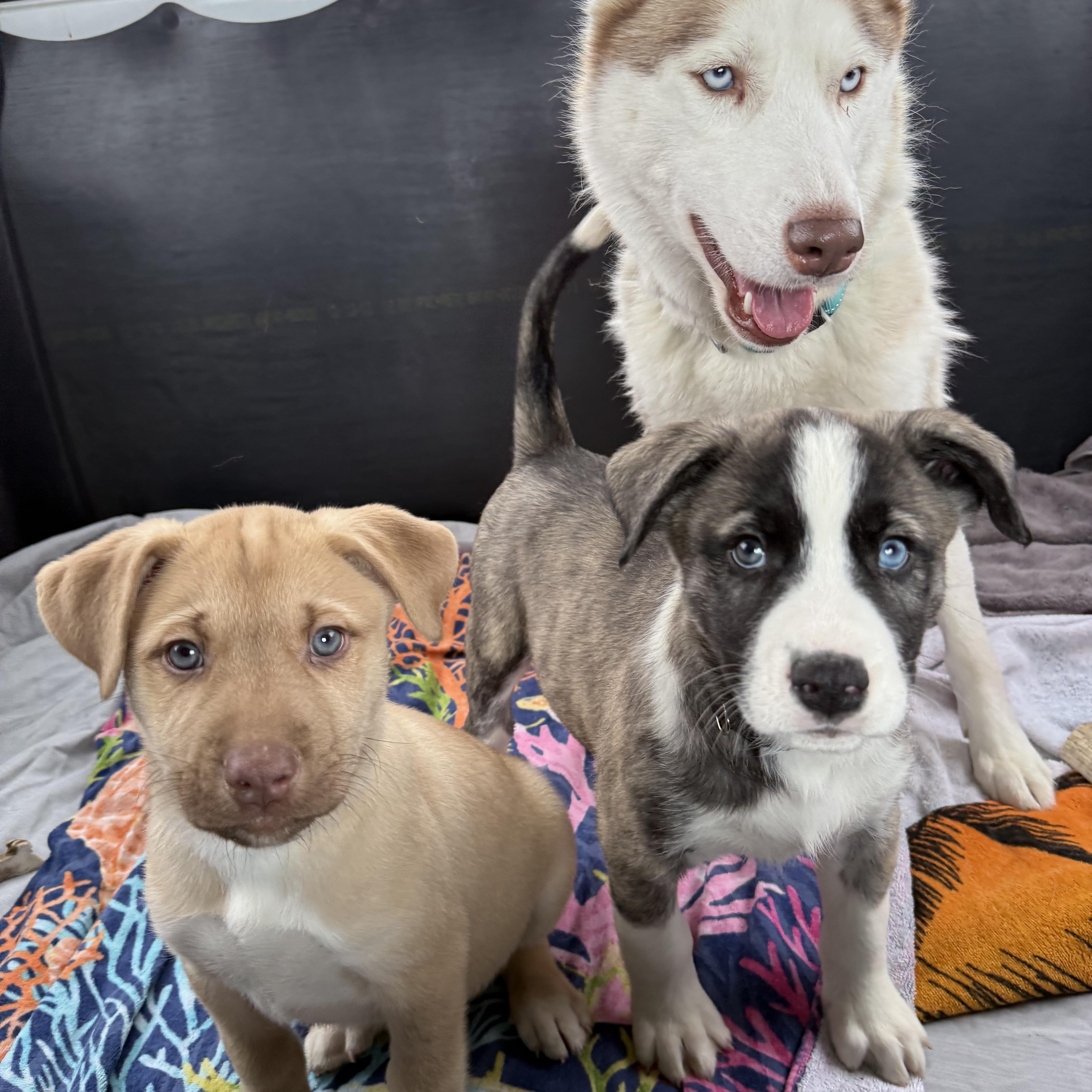 Enlarge Mator, a ADOPTABLE mixed breed in La Motte, IA image 2/4