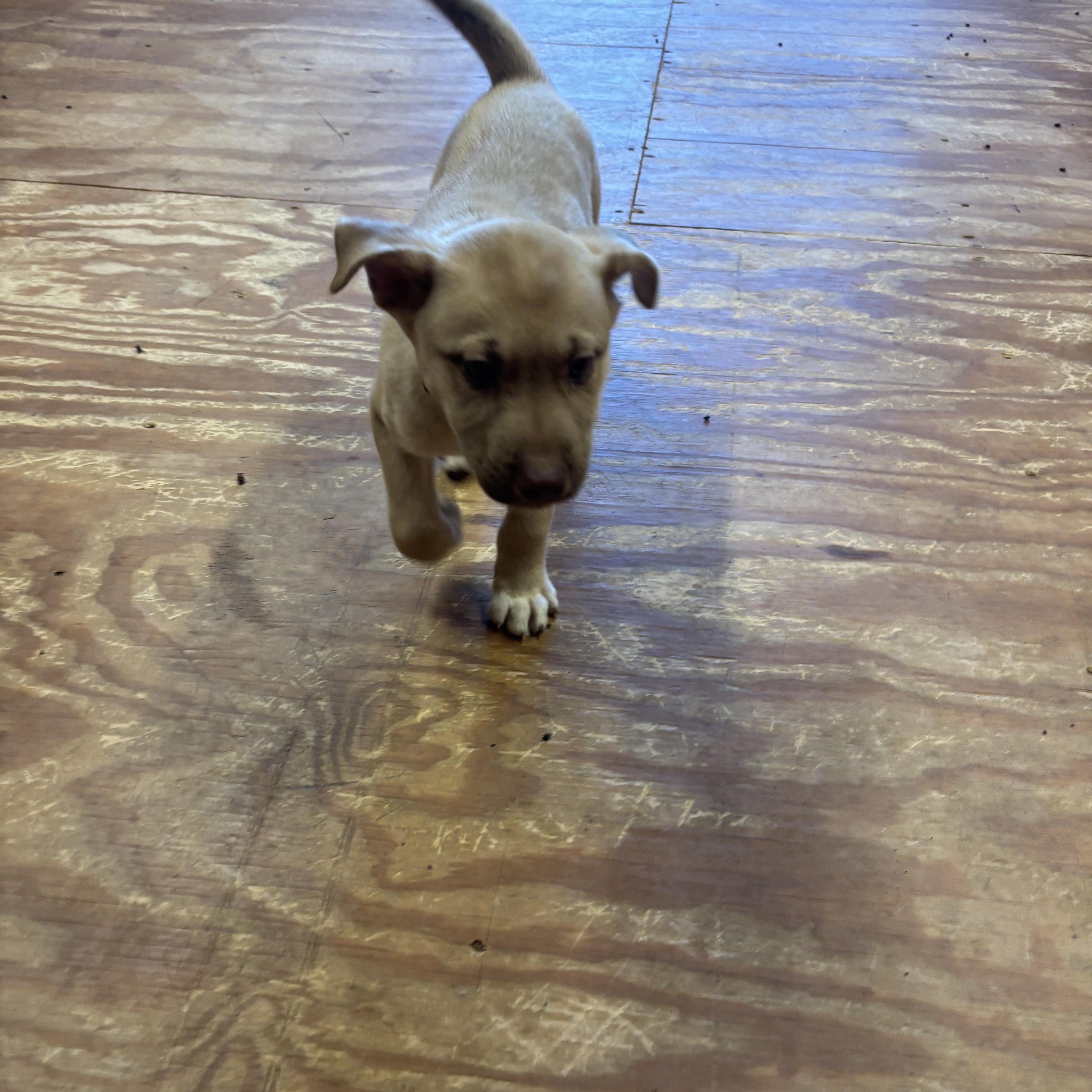 Enlarge Mator, a ADOPTABLE mixed breed in La Motte, IA image 1/4