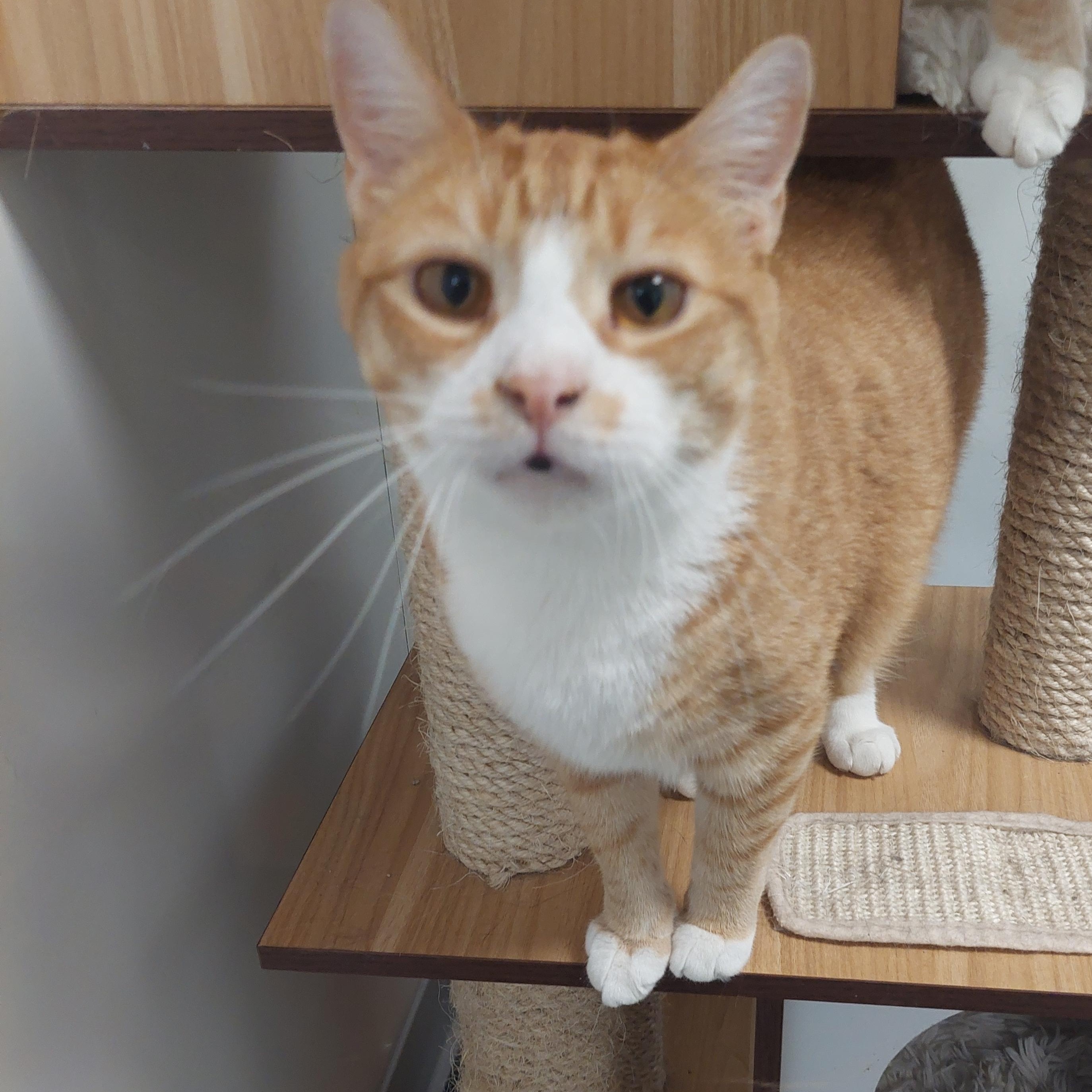 Squiggy, Adult Male Domestic Short Hair