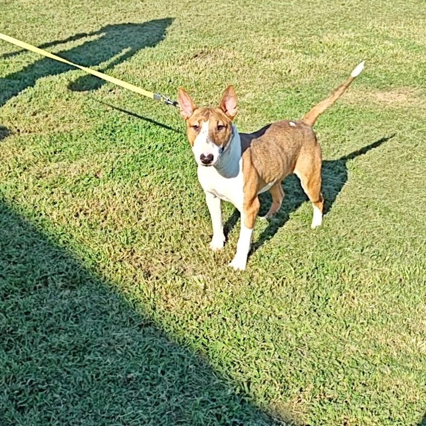 Cypress, a Adoptable Miniature Bull Terrier in Glenwood, AR image 1/2