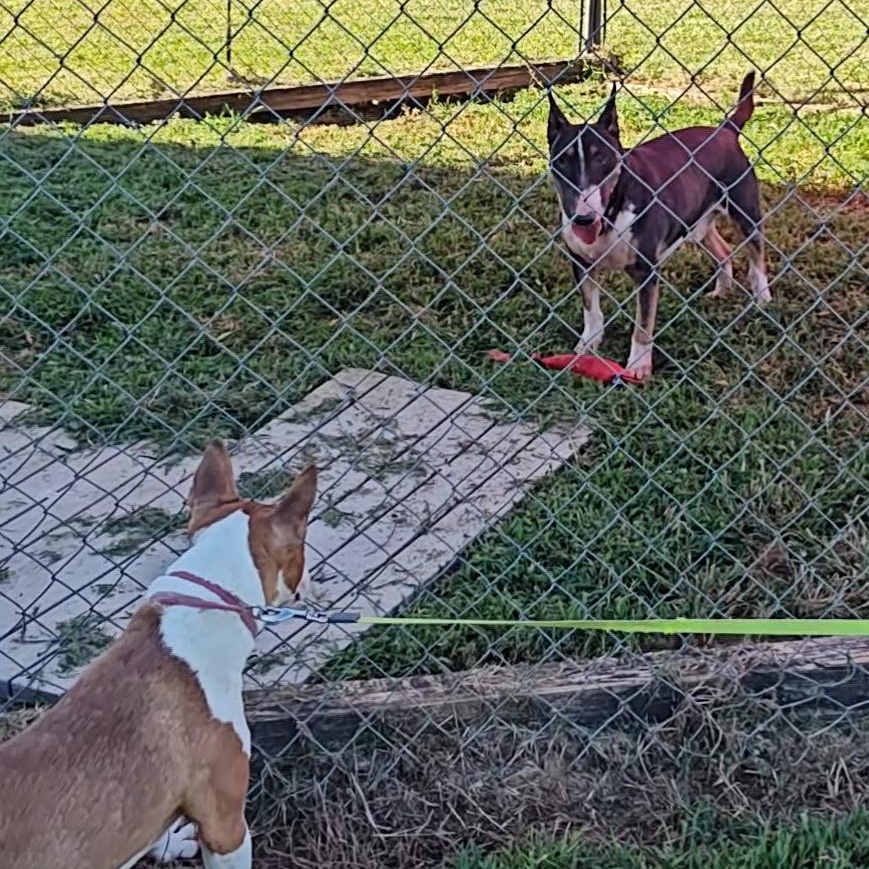 Cypress, a Adoptable Miniature Bull Terrier in Glenwood, AR image 2/2
