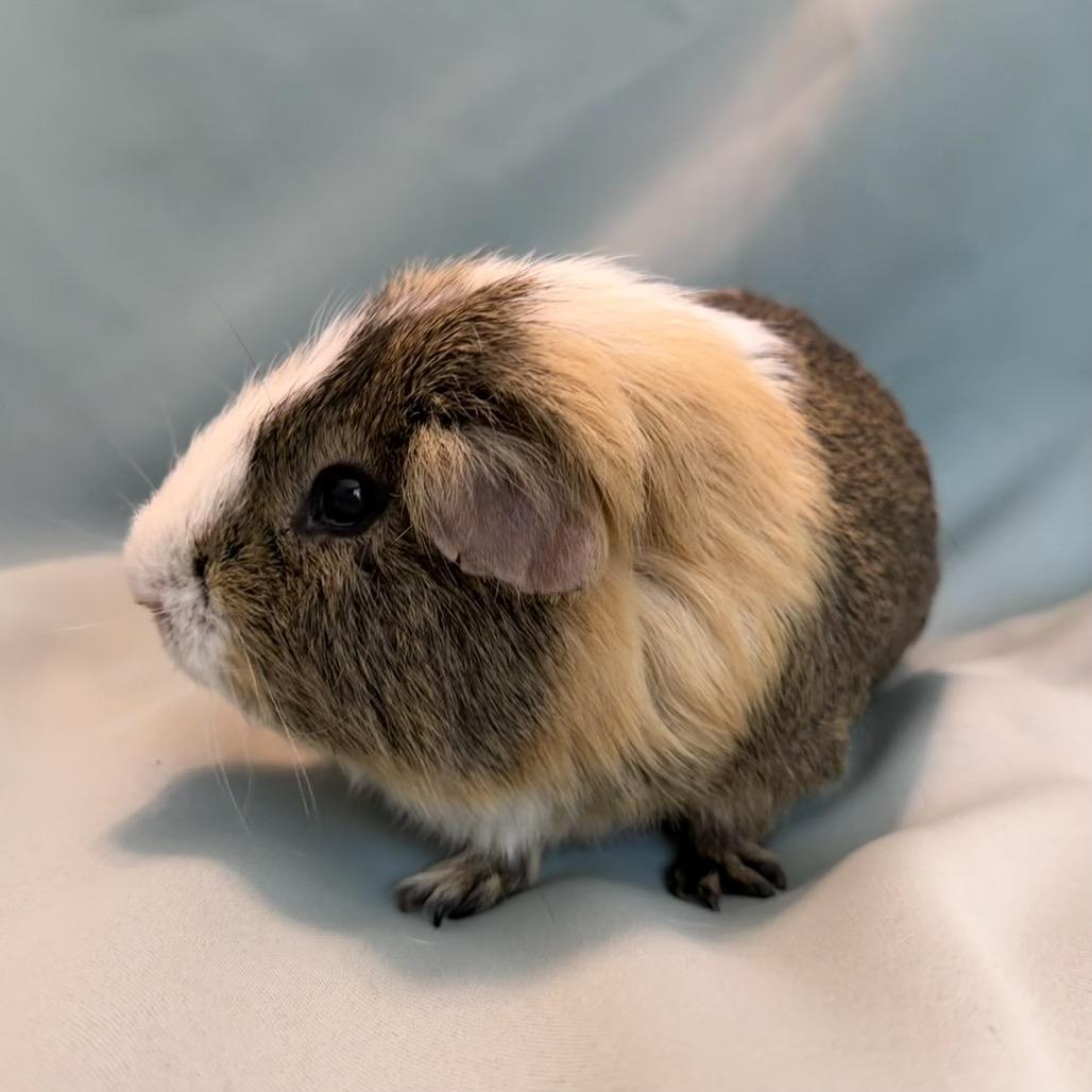 Enlarge Hiccup (bonded to Iggy), a Adoptable Guinea Pig in Columbia, MD image 4/4