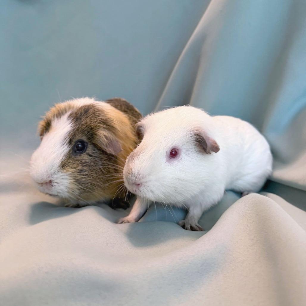Hiccup (bonded to Iggy), Adoptable, Adult Male Guinea Pig.