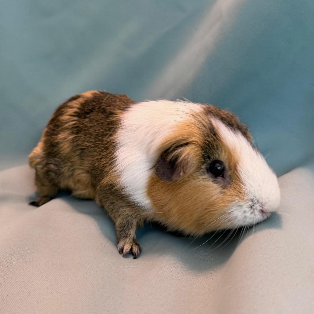 Enlarge Hiccup (bonded to Iggy), a Adoptable Guinea Pig in Columbia, MD image 2/4