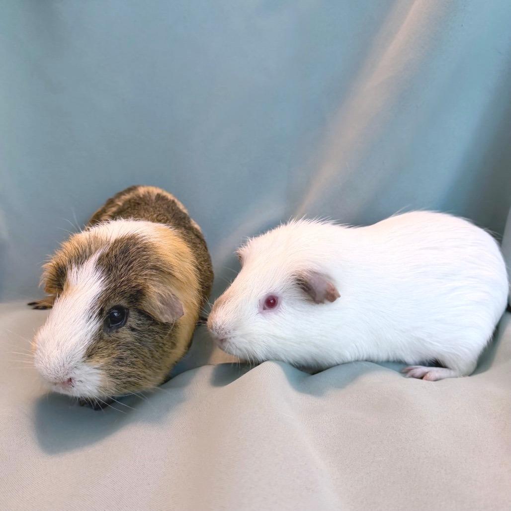 Enlarge Hiccup (bonded to Iggy), a Adoptable Guinea Pig in Columbia, MD image 3/4