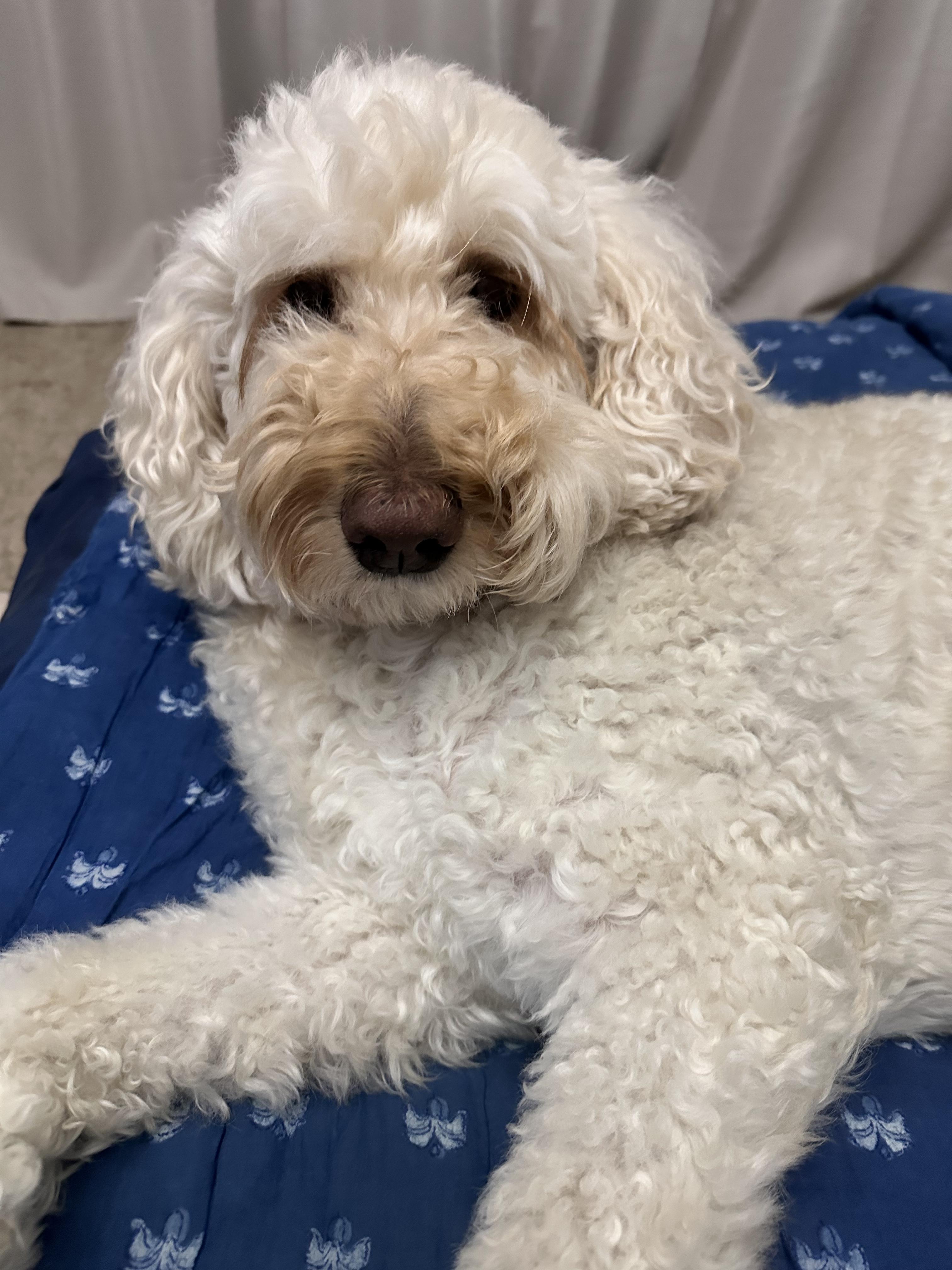 Macie, a ADOPTABLE mixed breed in Garland, TX image 4/4