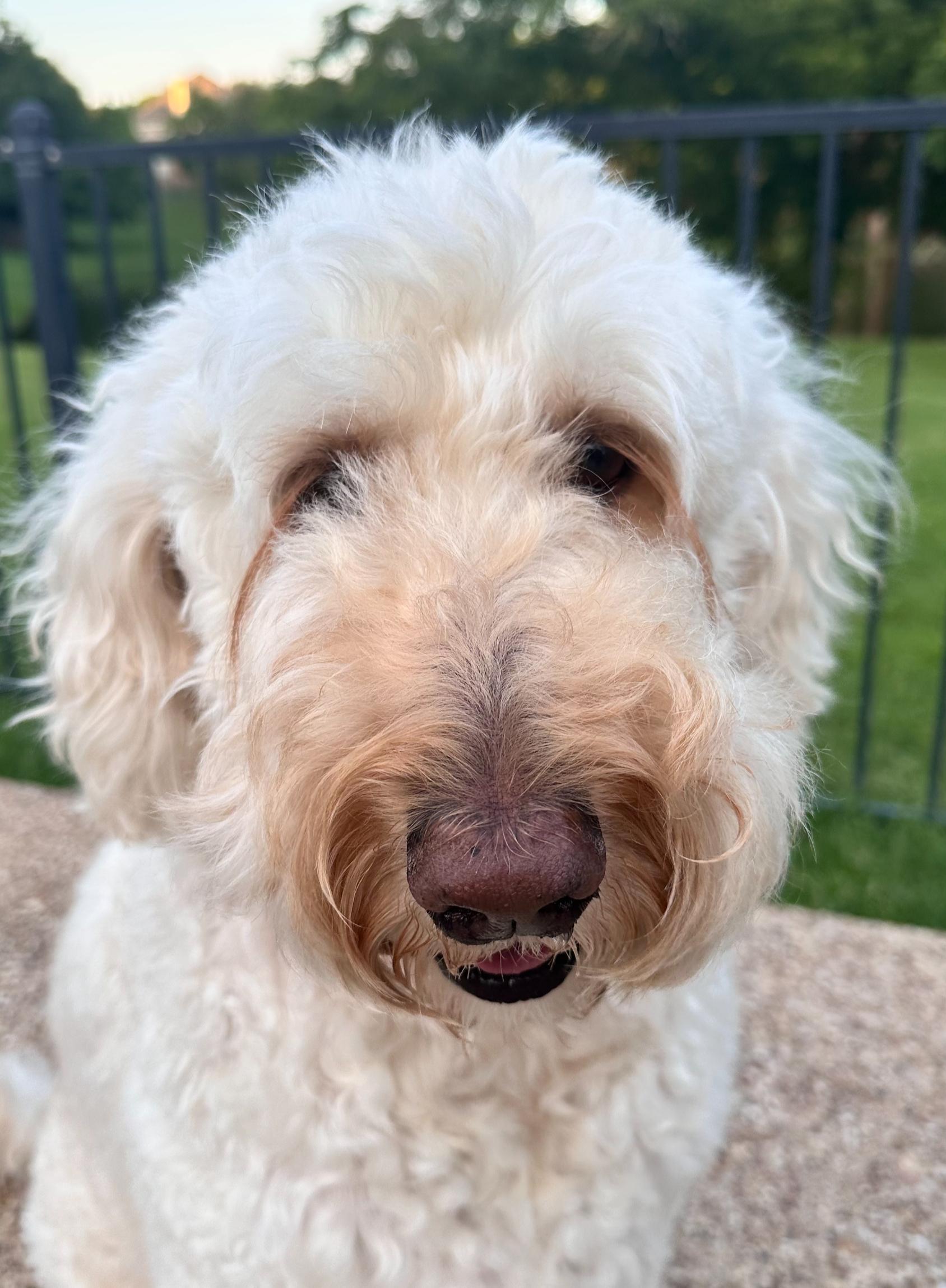 Macie, a ADOPTABLE mixed breed in Garland, TX image 1/4