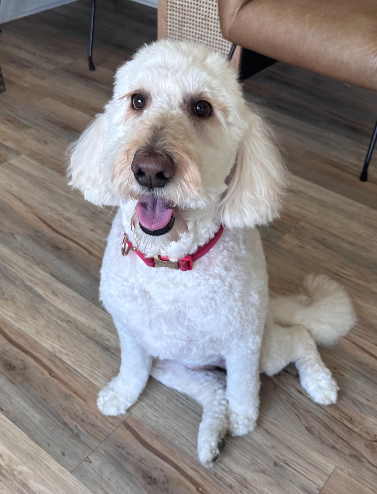 Macie, a ADOPTABLE mixed breed in Garland, TX image 3/4