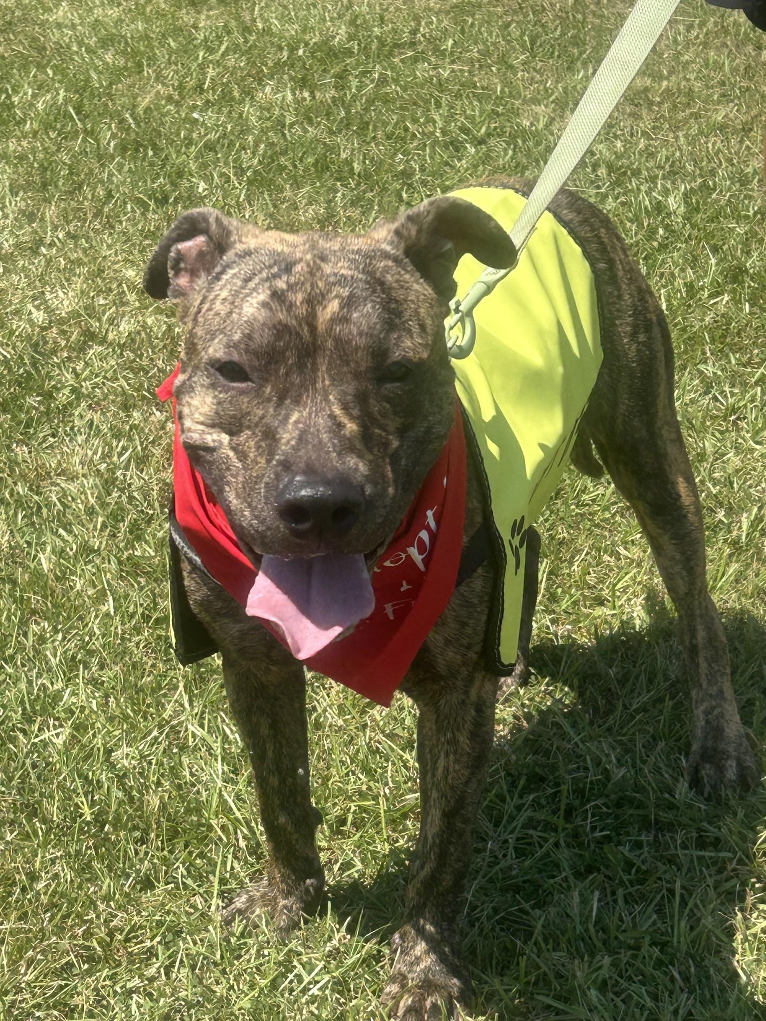 Lou-Pensacola, FL, adopted, Young Male American Staffordshire Terrier.