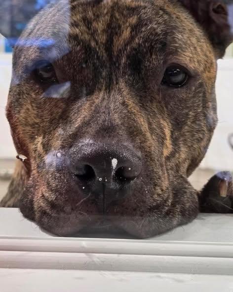 Enlarge Lou-Pensacola, FL, an adopted American Staffordshire Terrier in Pensacola, FL image 3/4