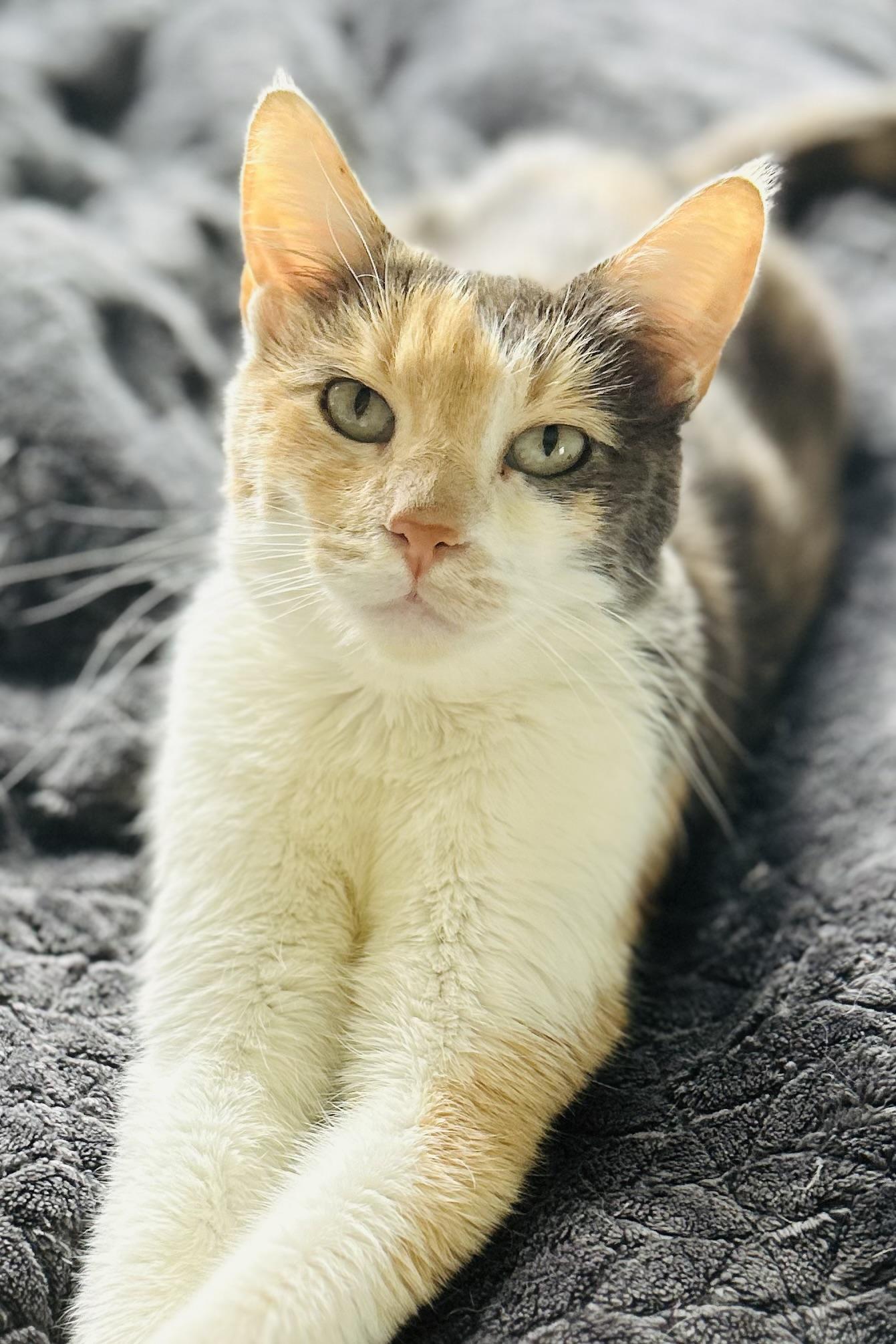 Enlarge Narissa, a Adoptable Domestic Short Hair in Grand Rapids, MI image 3/3