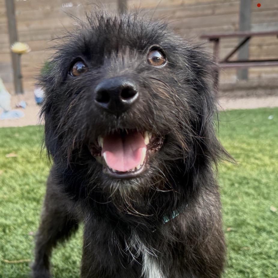 Rascal, Adoptable, Young Male Shih Tzu & Schnauzer.