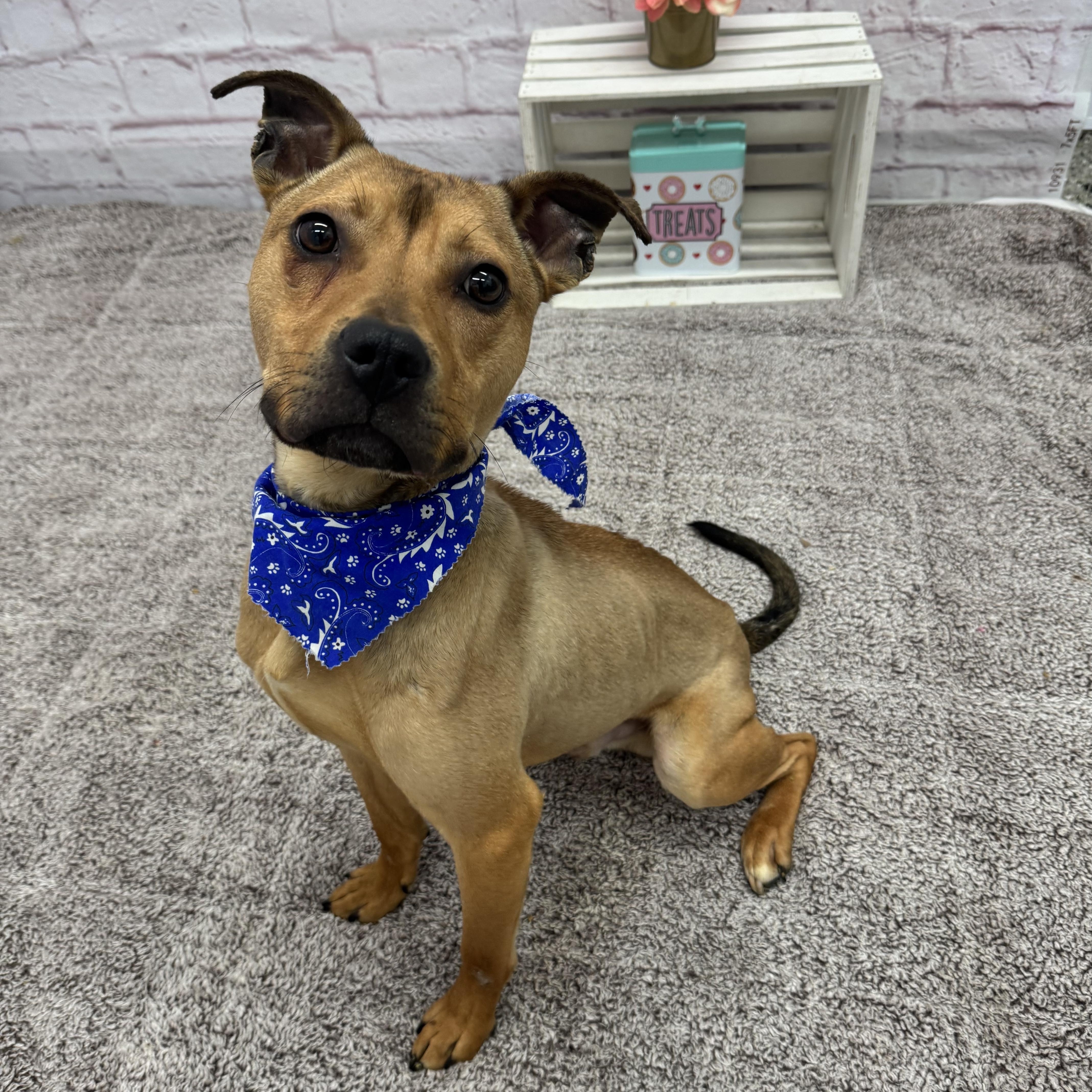 Enlarge Hopper, a Adoptable mixed breed in Oxford, MI image 3/6