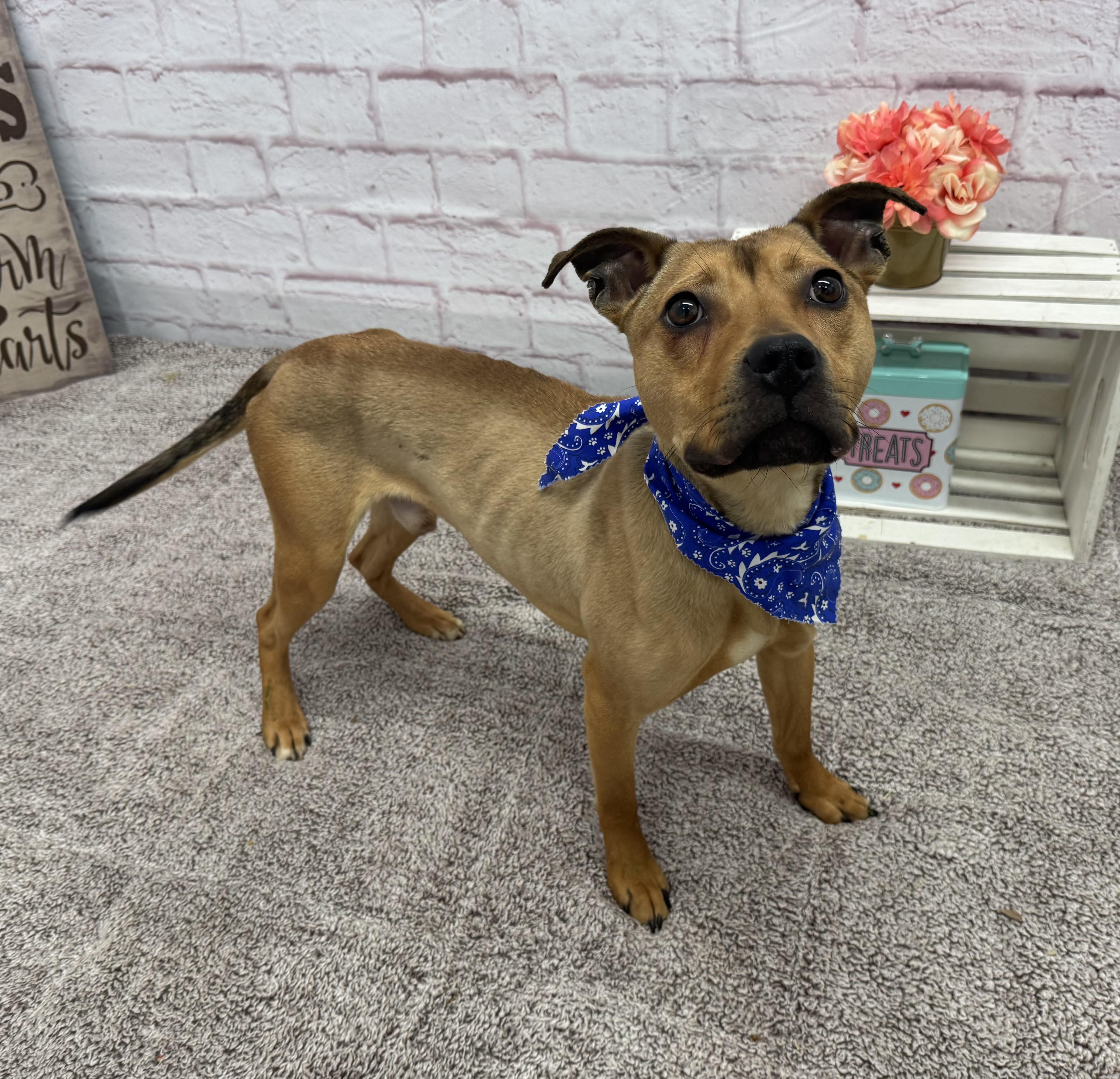 Enlarge Hopper, a Adoptable mixed breed in Oxford, MI image 4/6