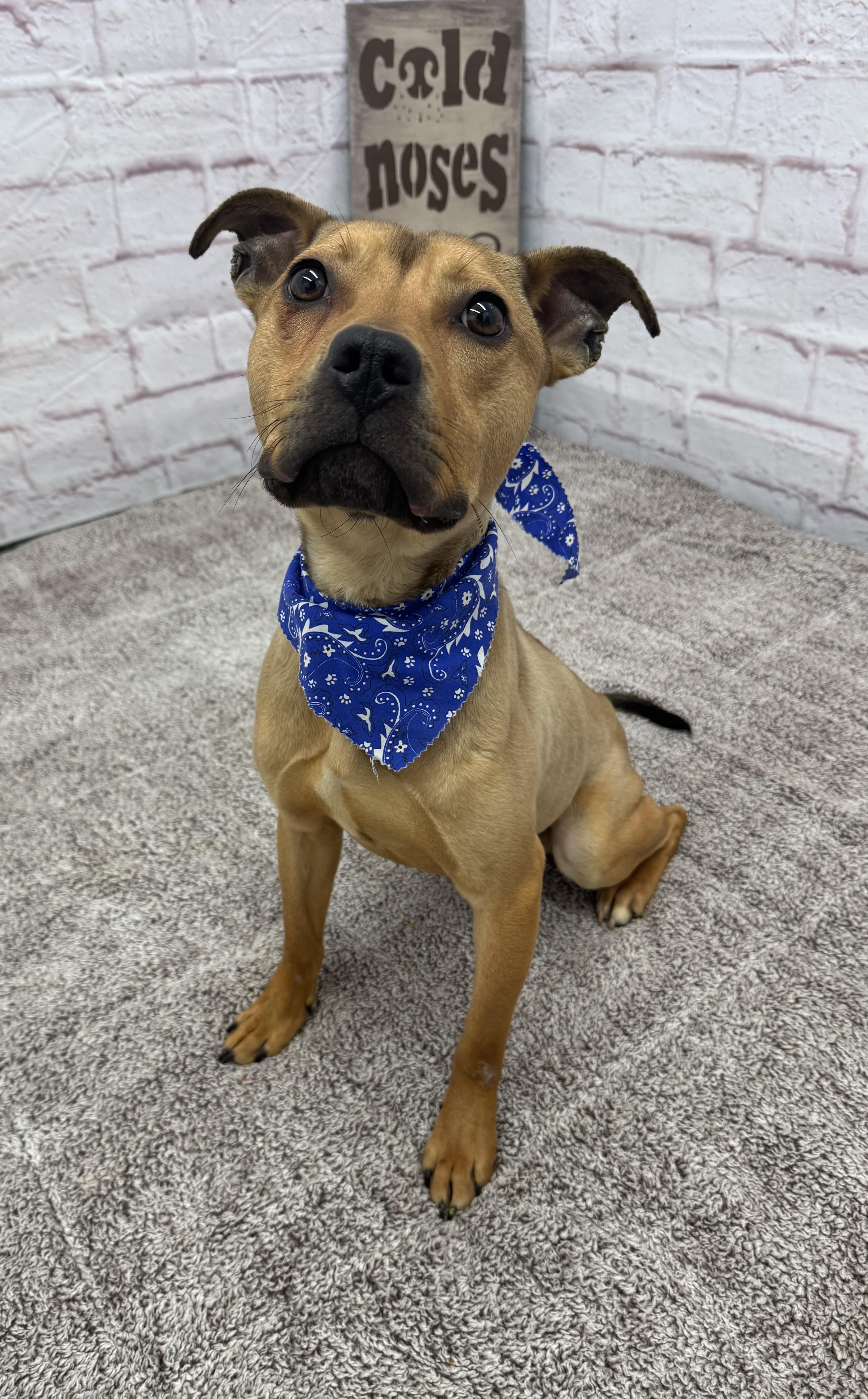 Enlarge Hopper, a Adoptable mixed breed in Oxford, MI image 6/6