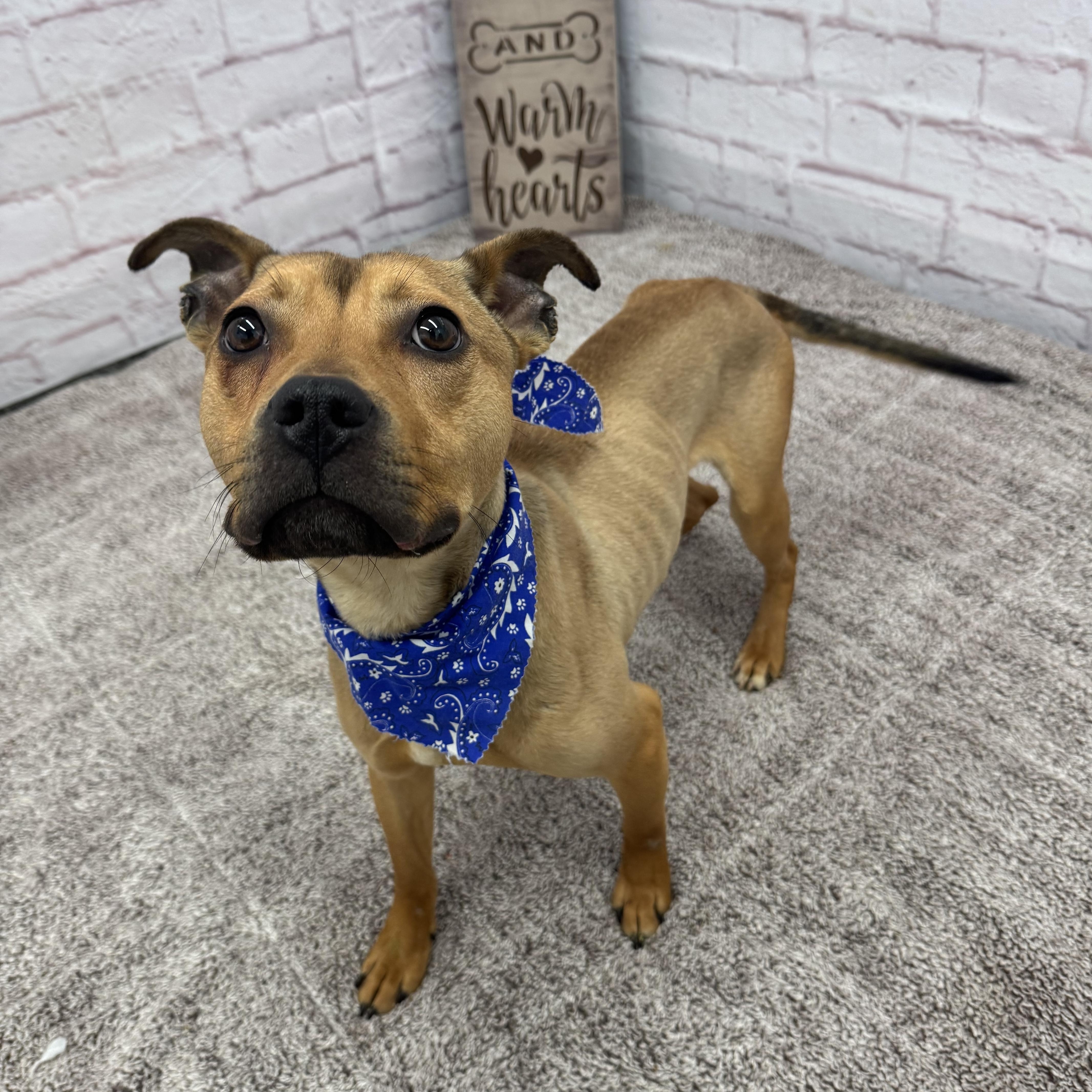 Enlarge Hopper, a Adoptable mixed breed in Oxford, MI image 2/6