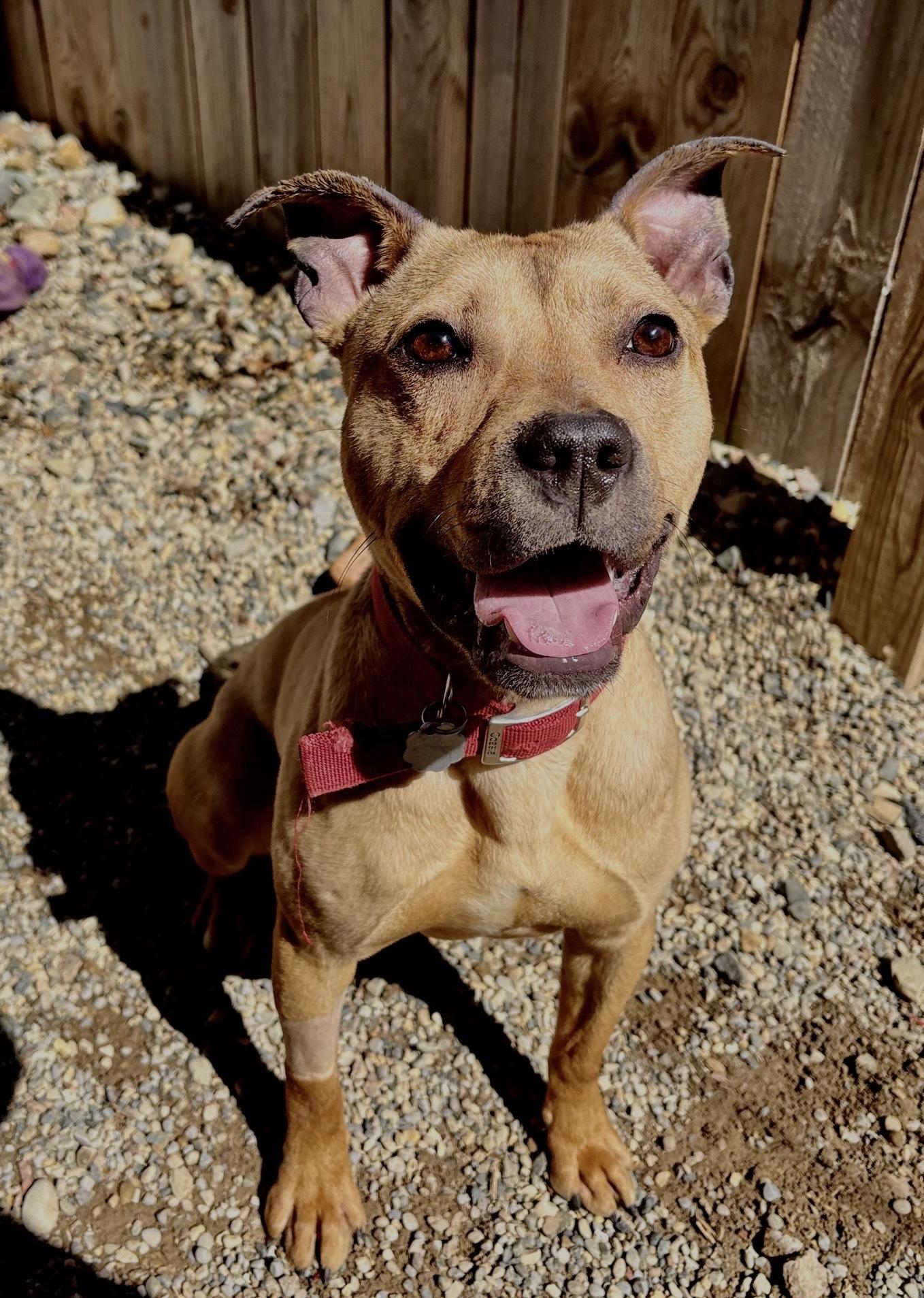 Enlarge Hopper, a Adoptable mixed breed in Oxford, MI image 1/6